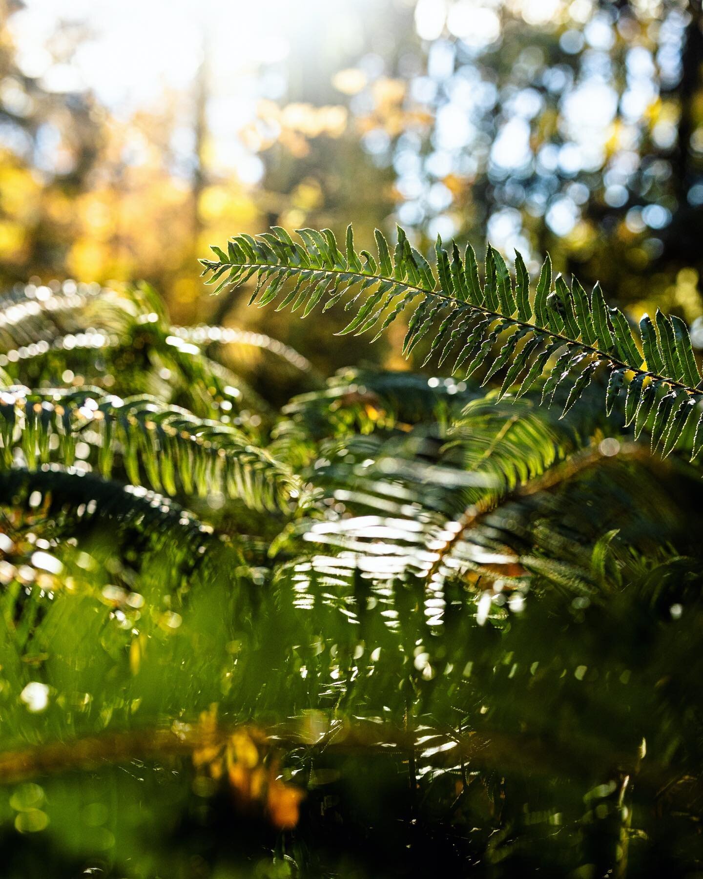 Love that low morning light. Everything just lights up so nicely.
&bull;
&bull;
&bull;
&bull;
#pnwhiking #morninglight #morningdew #pnwonderland #pnwadventures #portland #oregon #oregonhiking #oregonadventures #portlandoregon #pnwphotographer #ferns