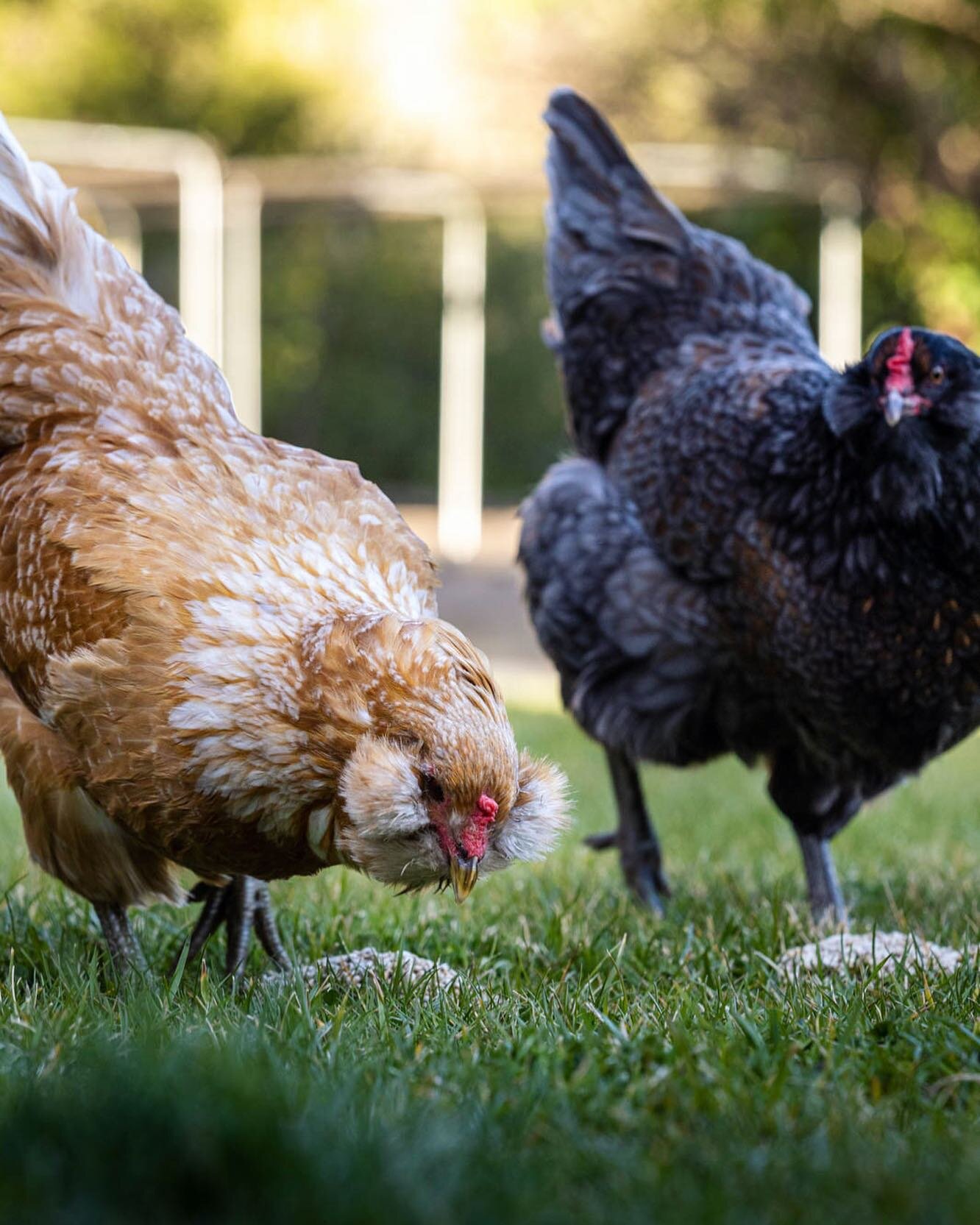 A few chickens wandered by during a shoot last week. I love unexpected guests.
&bull;
&bull;
&bull;
&bull;
#chickens #chickensofinstagram #sanjose #venturecapital #photoshoot #photos #pnwphotographer #chickencoop #feedingtime