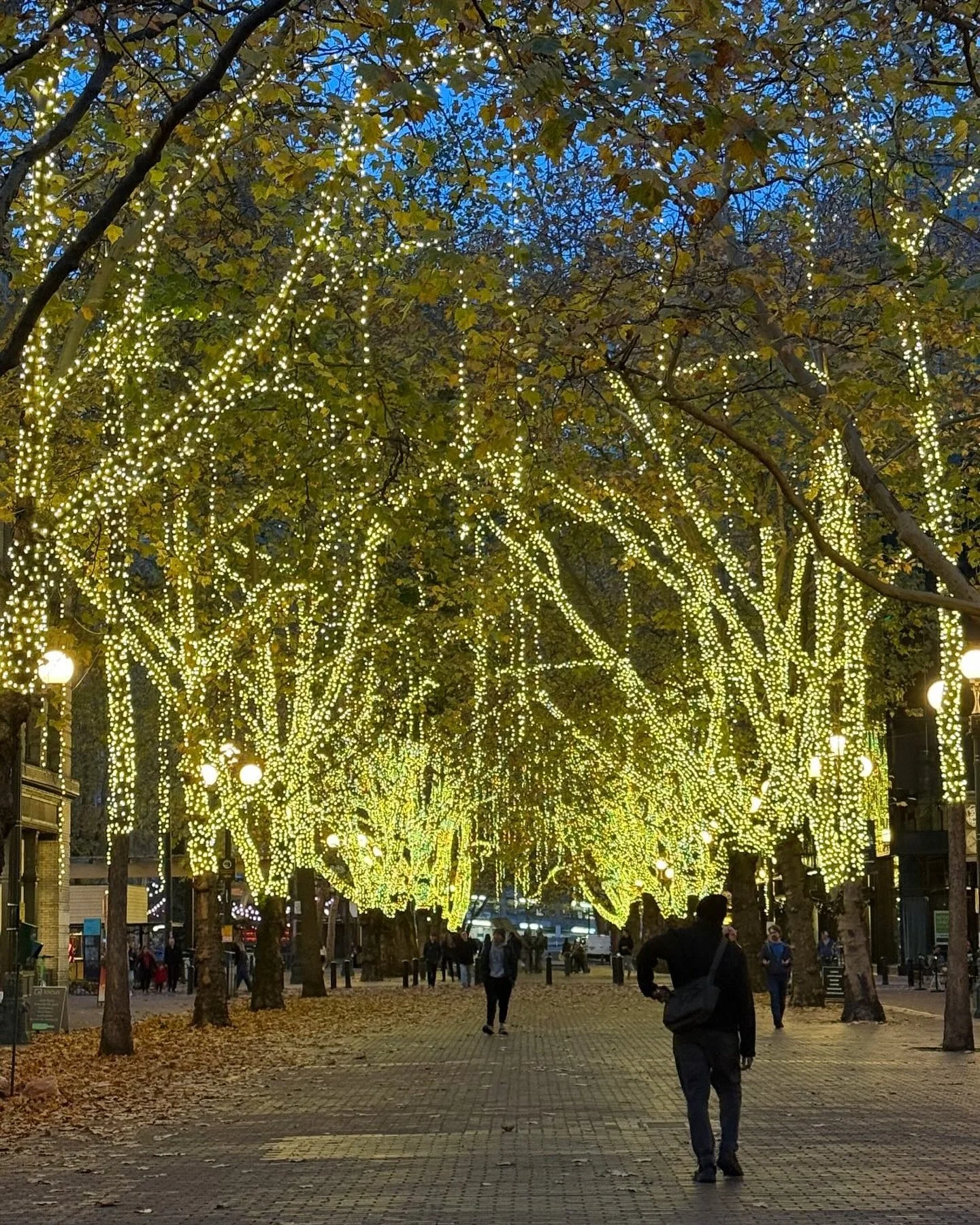 Pretty lights
&bull;
&bull;
&bull;
&bull;
#seattle #seattlewashington #prettylights #washingtonstate #pioneersquare #holidays #westcoast