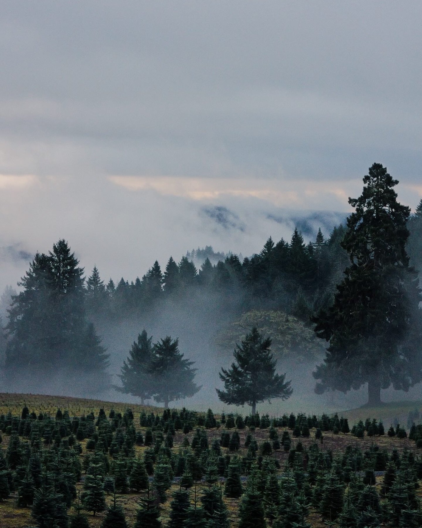 Misty morning hop.
&bull;
&bull;
&bull;
&bull;
#oregon #oregonisbeautiful #mistymorning #westcoast