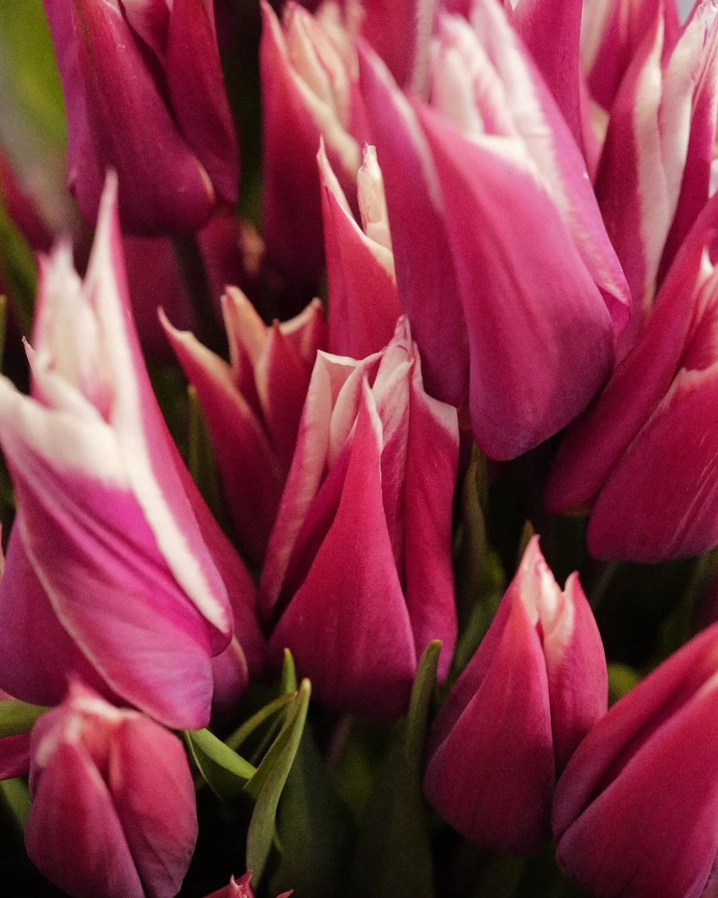 Tulips