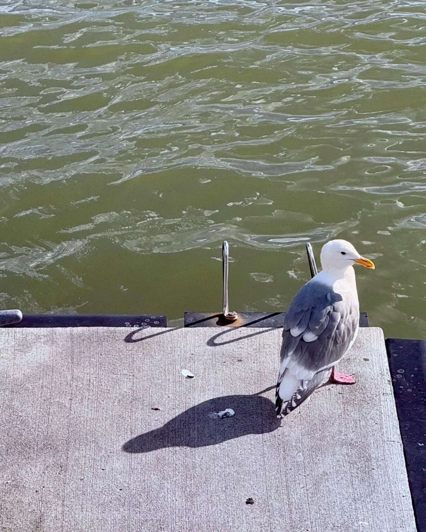 Birds aren&rsquo;t real.