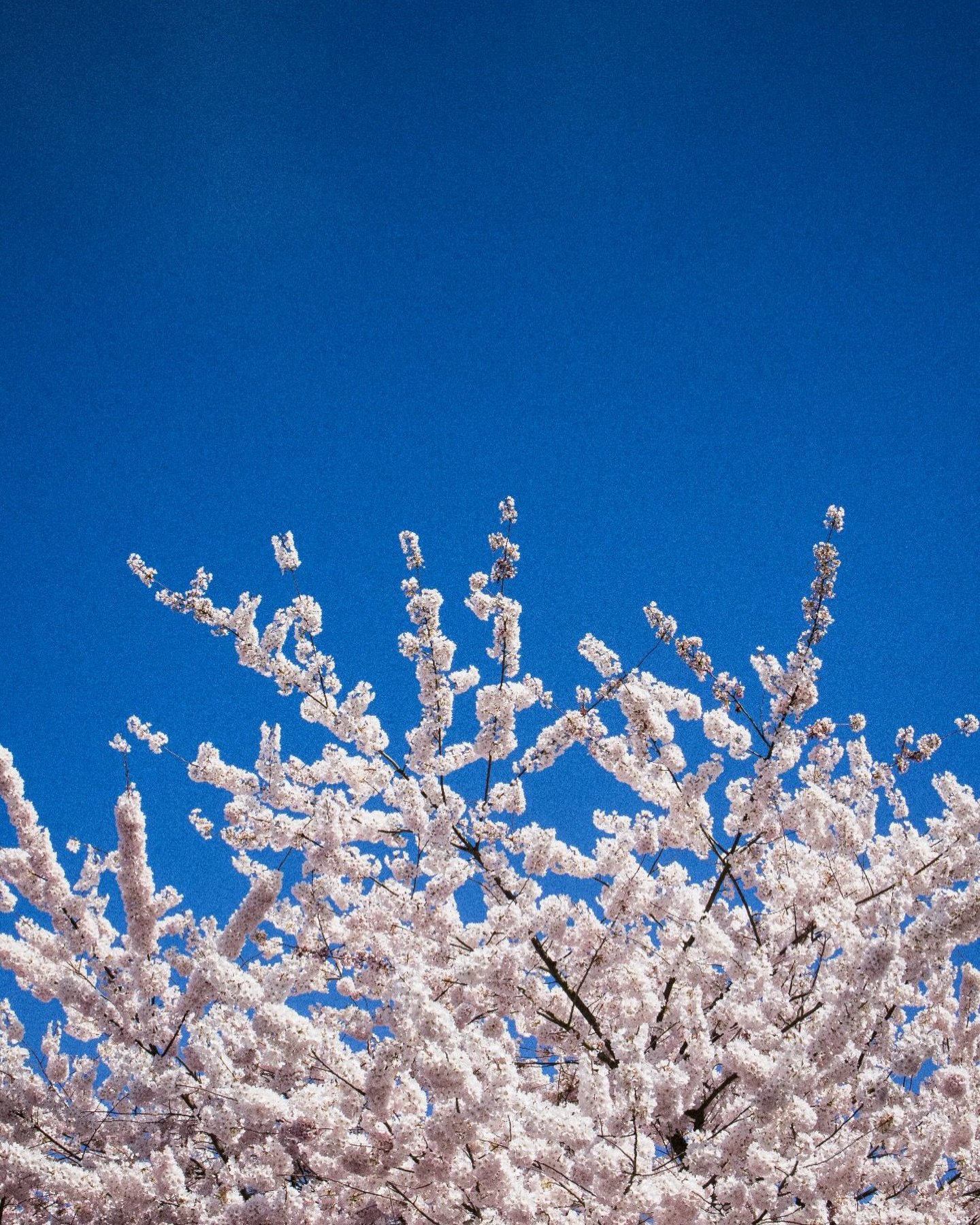 Cherry tree season.