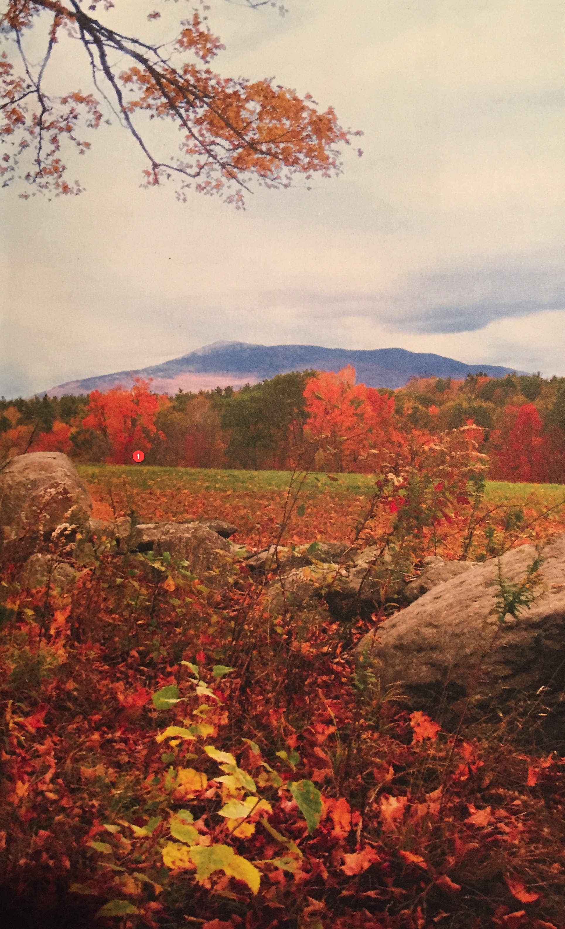 Forests Photo.png