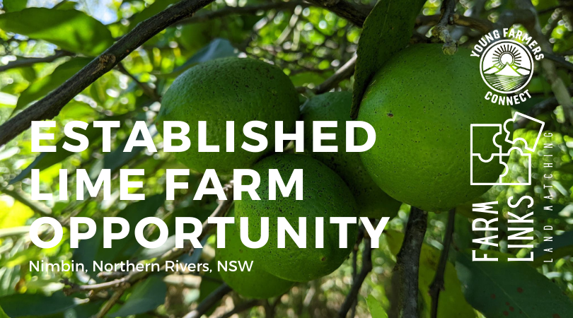 Organic Lime Farm - Nimbin NSW : Profit Share [ ACTIVE Feb 1 