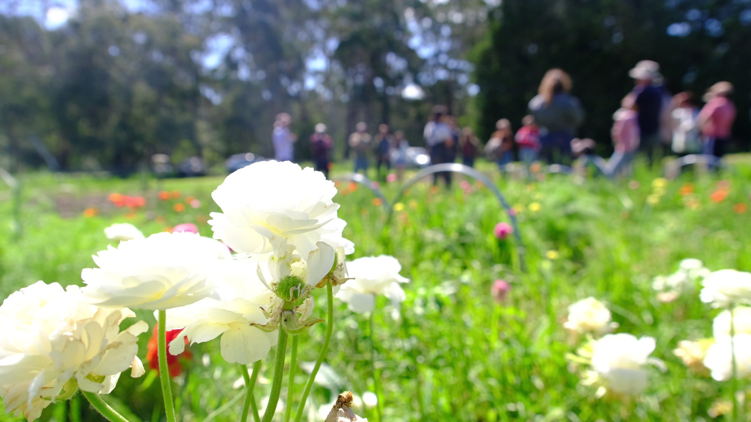 Spring and Summer flowers and cultivating healthy soil: Victoria Field Day at Wattle Gully Flower Farm