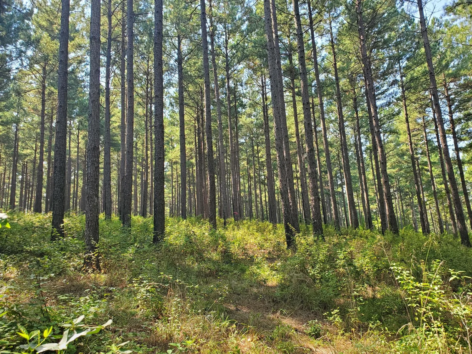 Longleaf Pine Restoration — North Carolina Wildlife and Outdoor ...