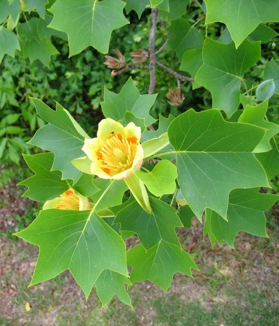 Liriodendron_tulipifera_with_persisting_seed_scales_web_resized.jpg