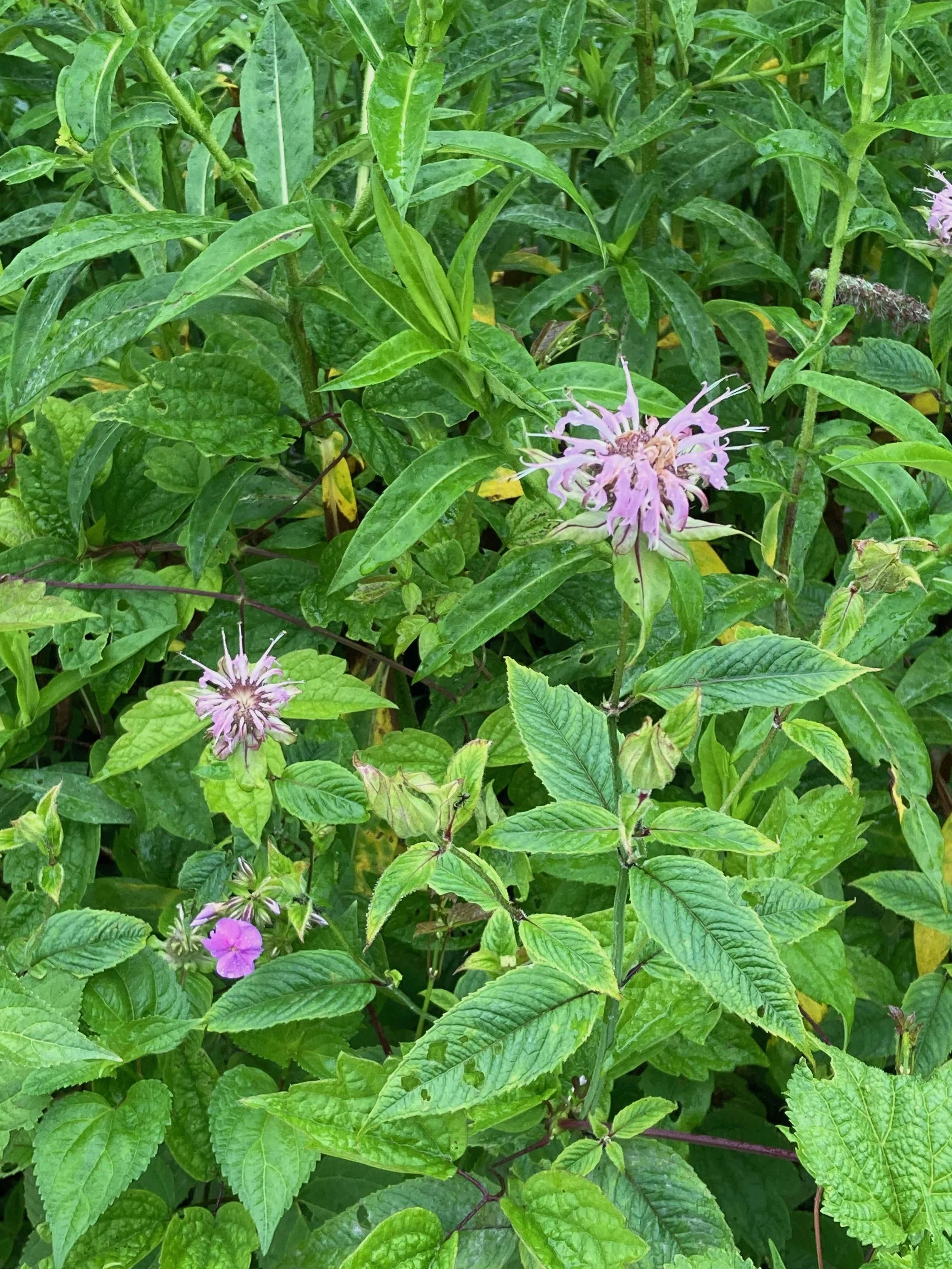 Monarda_fistulosa_IMG_5610_BD.jpeg