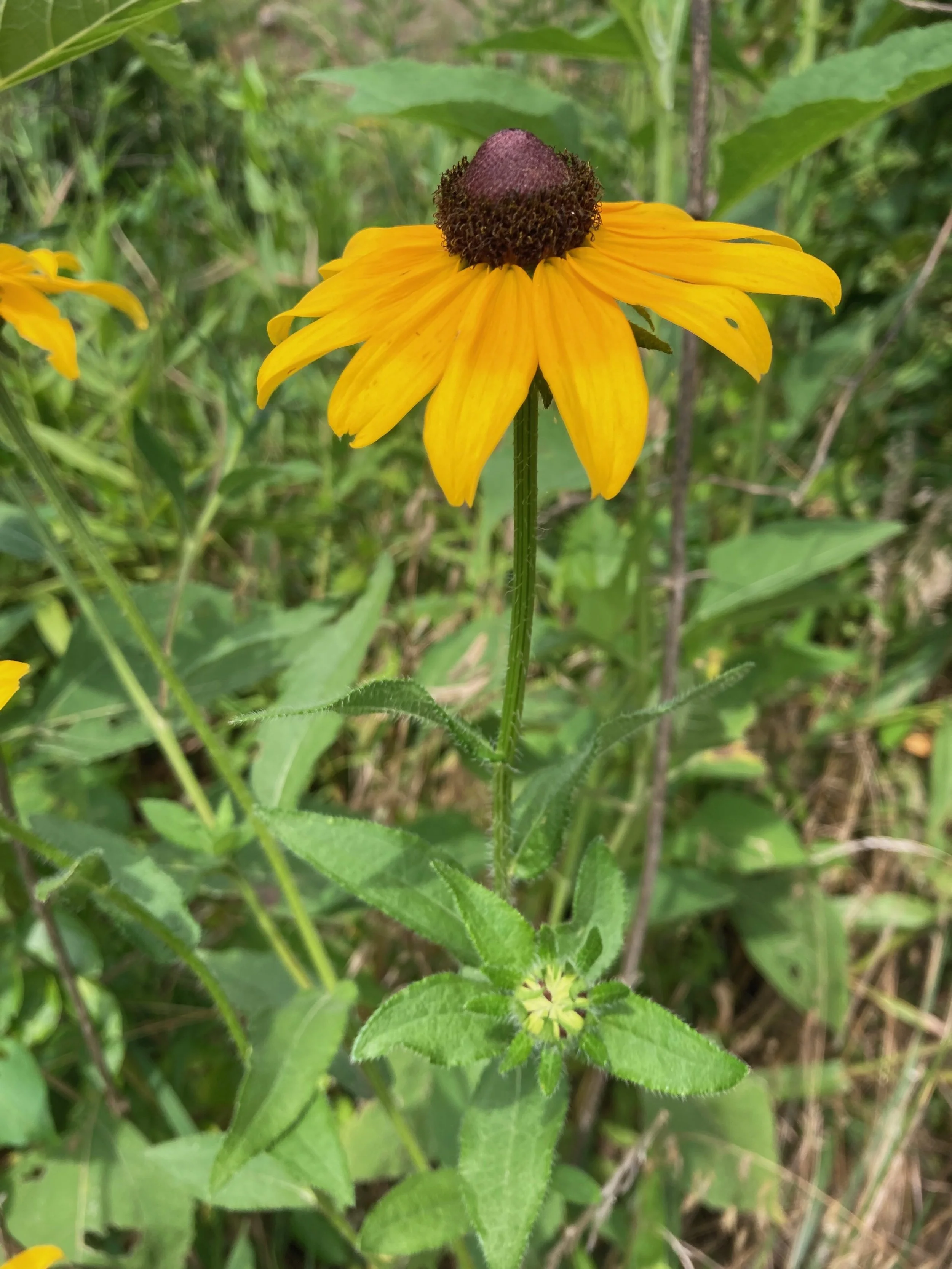 Rudbeckia_hirta_IMG_1351_BD.jpeg