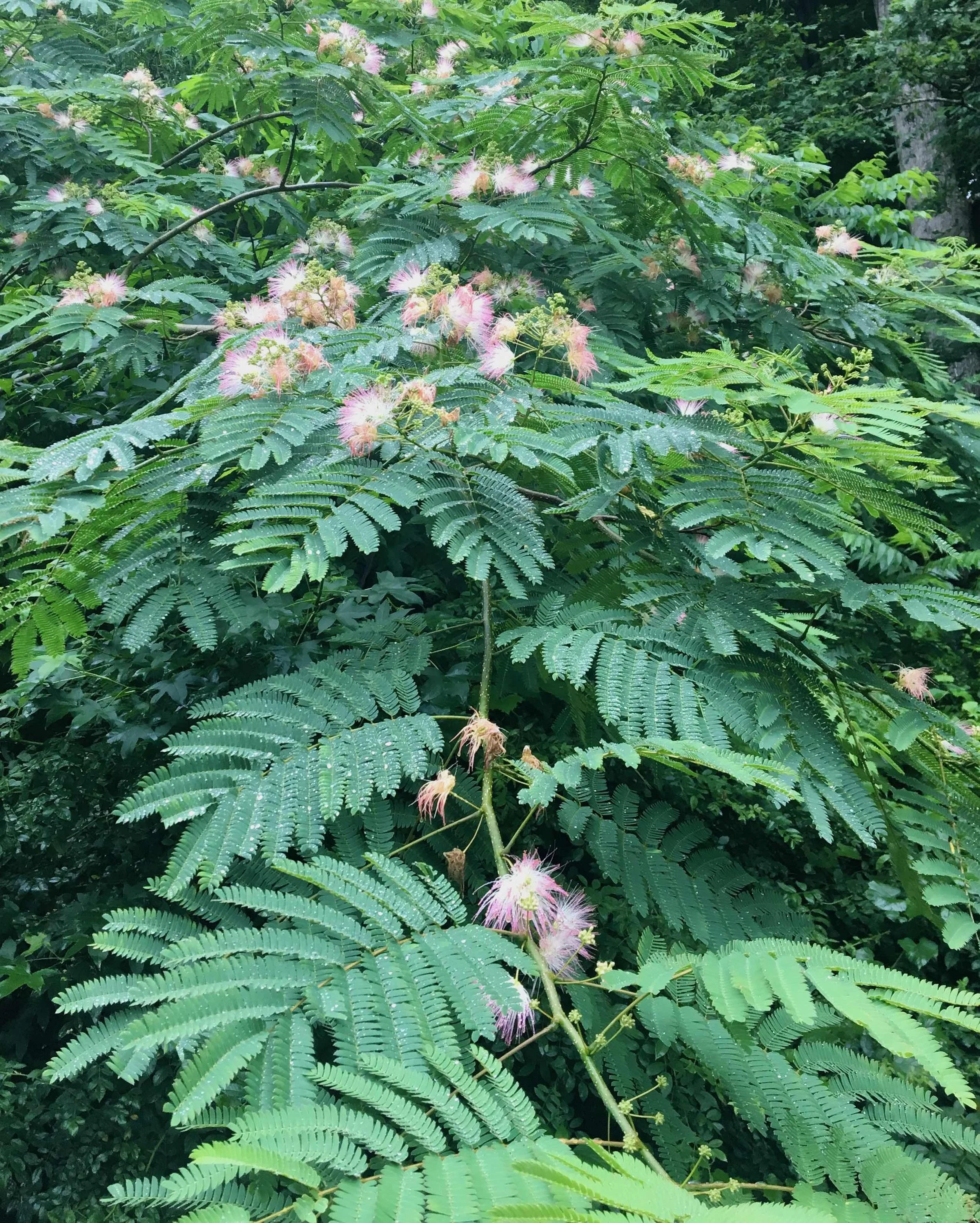 Albizia_julibrissin_1_LLG.jpeg