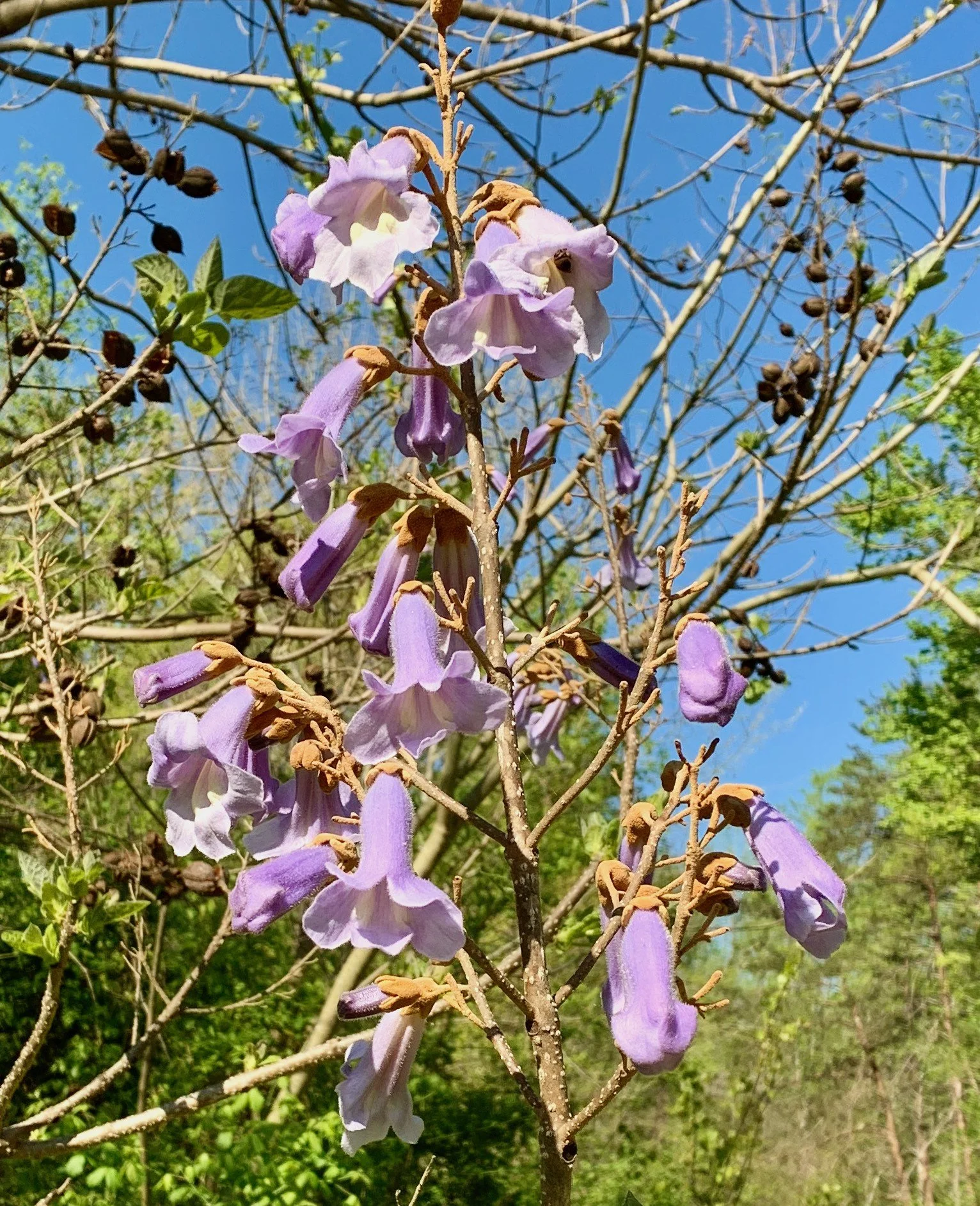 Paulownia_tomentosa_1_LLG.jpeg