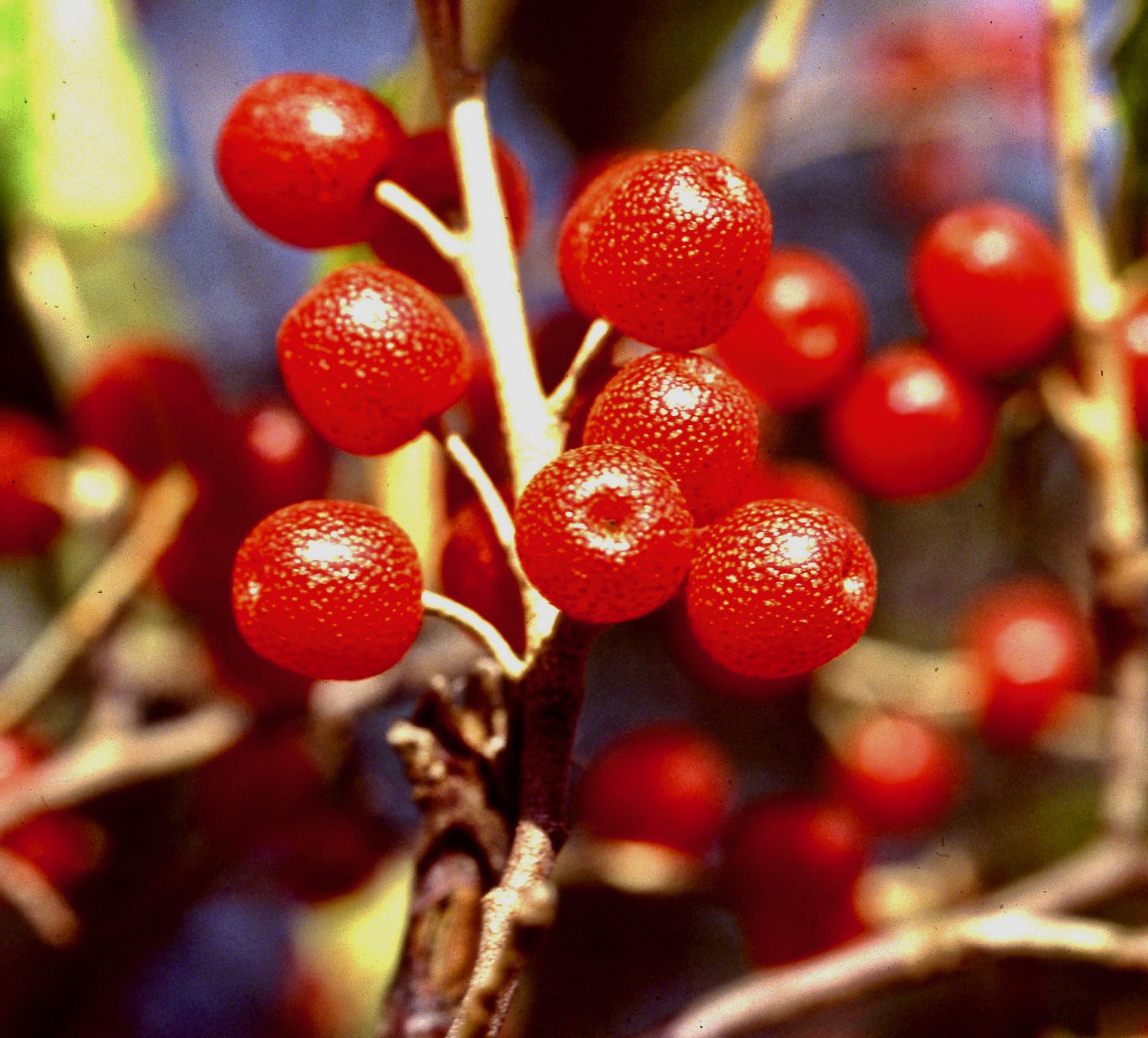 Elaeagnus_umbellata_2_LLG.jpeg