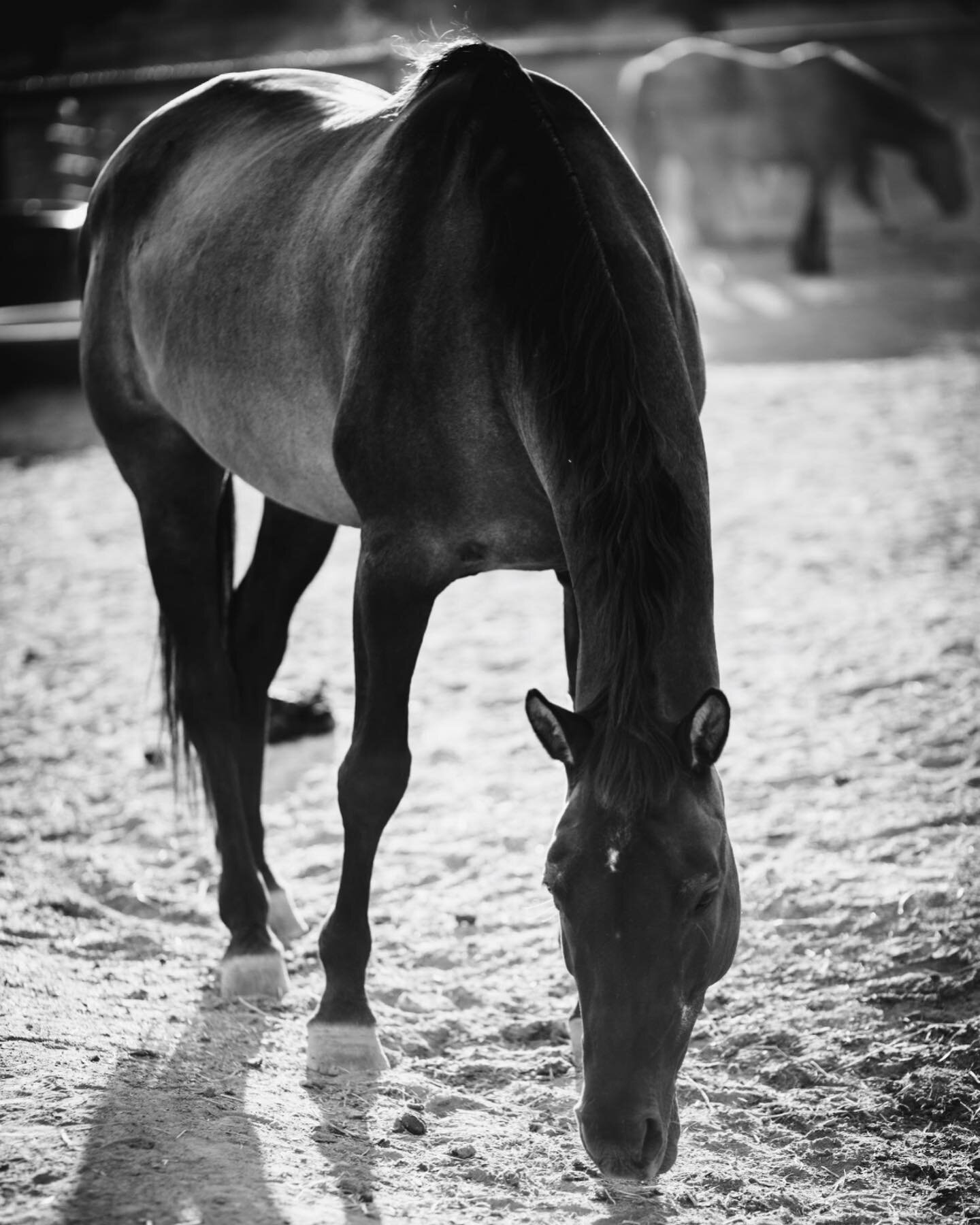 Rest in Peace sweet Dancer. I struggle to find the words big enough to express the love Dancer brought to the hearts of many. She was an Angle who walked on this earth, and now she&rsquo;s been granted her wings to the spirit world. Our hearts are he