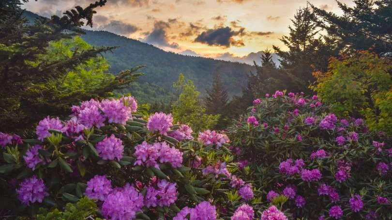 Rhododendrons bloom along an area of Western North Carolina. Article by Mark File .