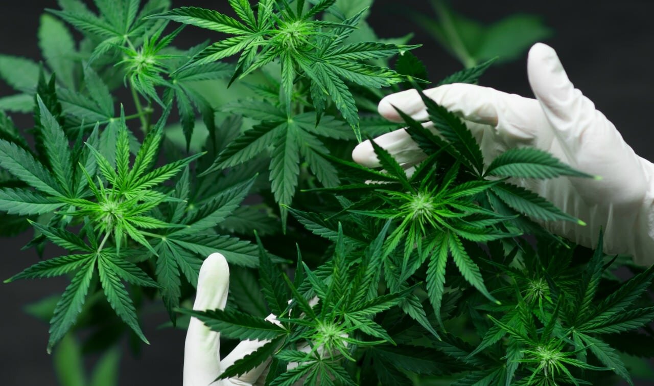 cannabis-cultivation-1.jpg