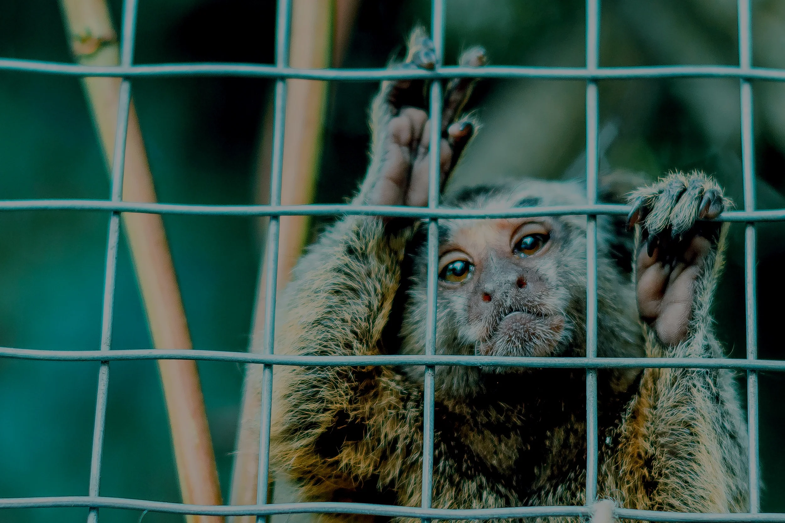 zoos-mobile.jpg