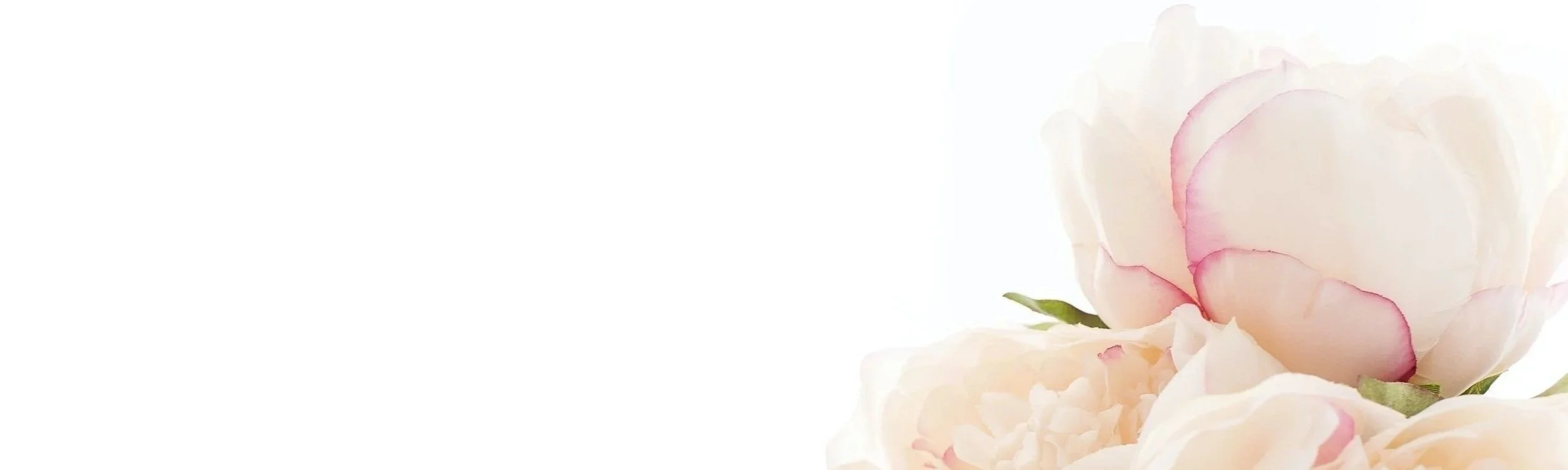 An image of a budding flower to symbolize the growth from a woman's spiritual group