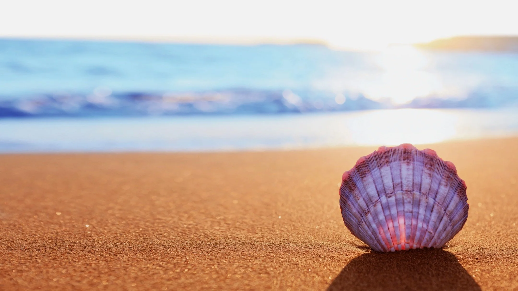 shell on the beach depicting peace after processing trauma