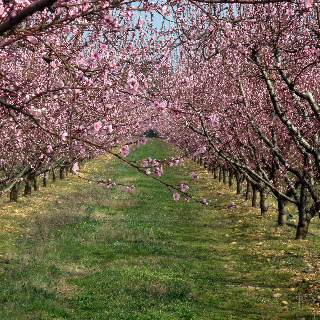 The Sweetest Fruit: Persevering in the Good Work of Motherhood