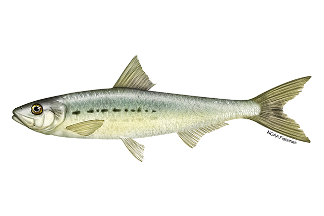 Pacific sardine