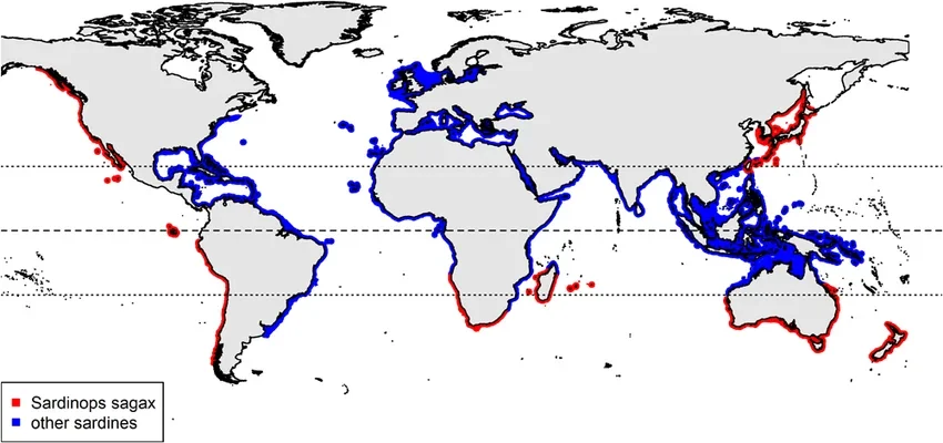 Map of global distribution of sardines