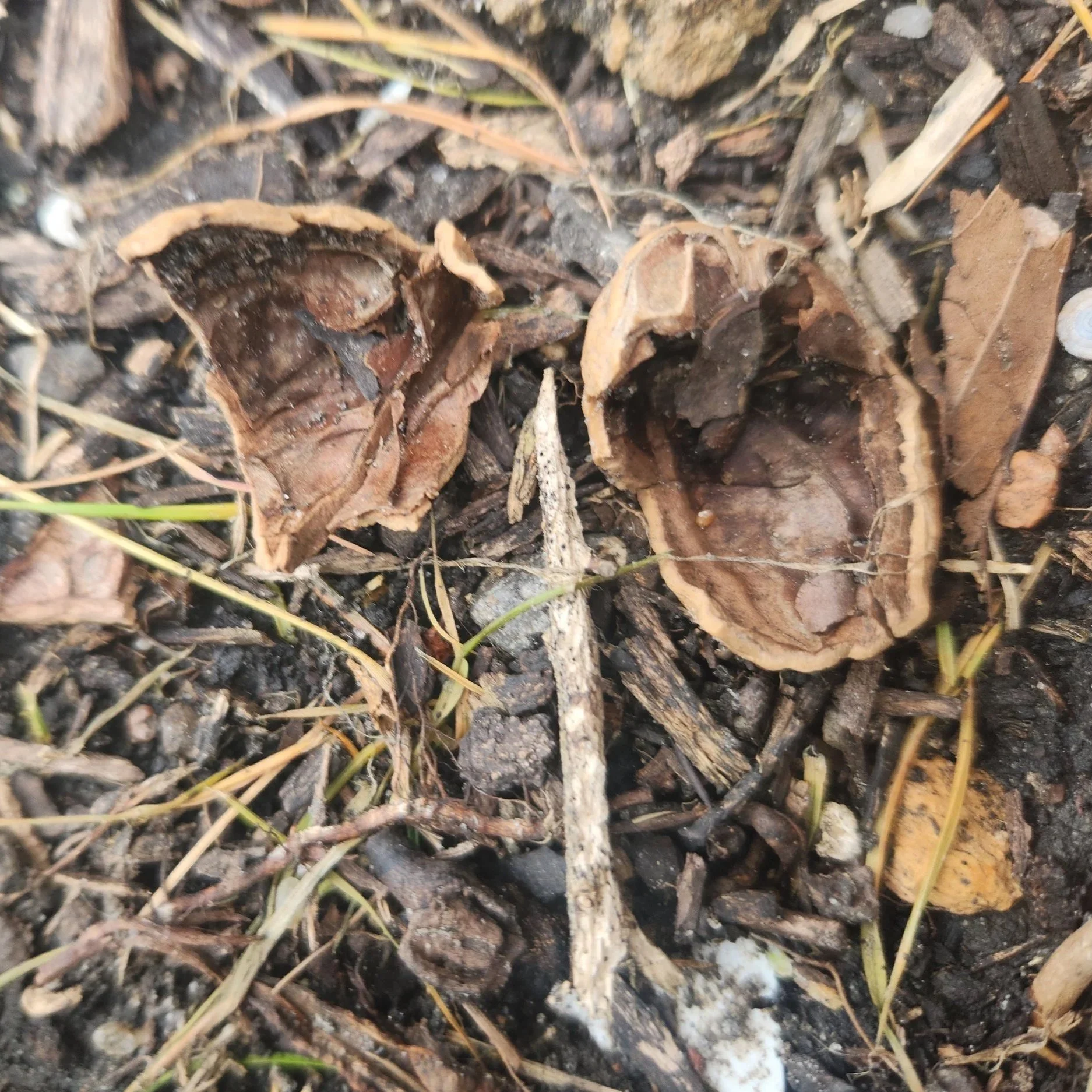 Shell mulch breaking down