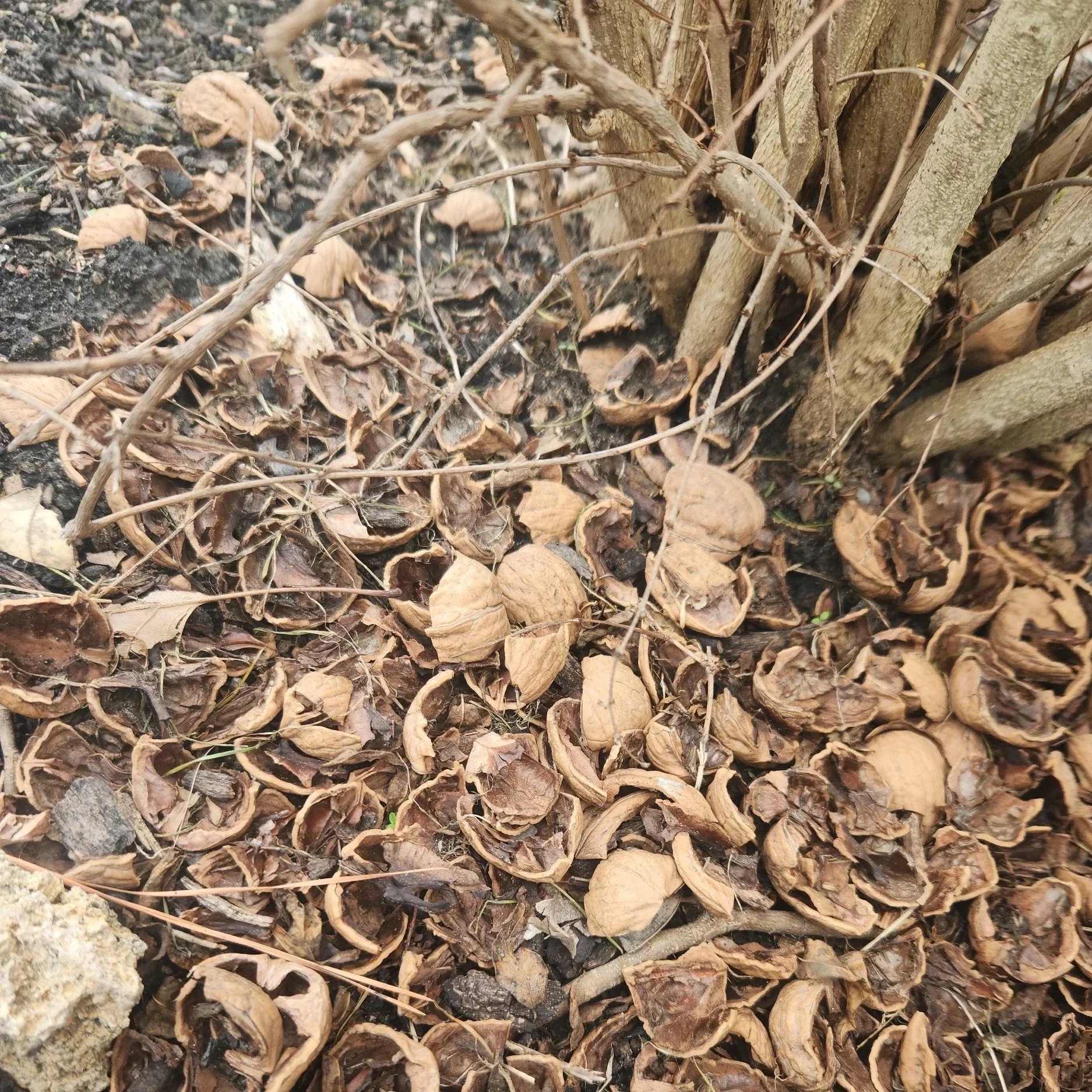 Nuts shells as mulch at the base of a bush