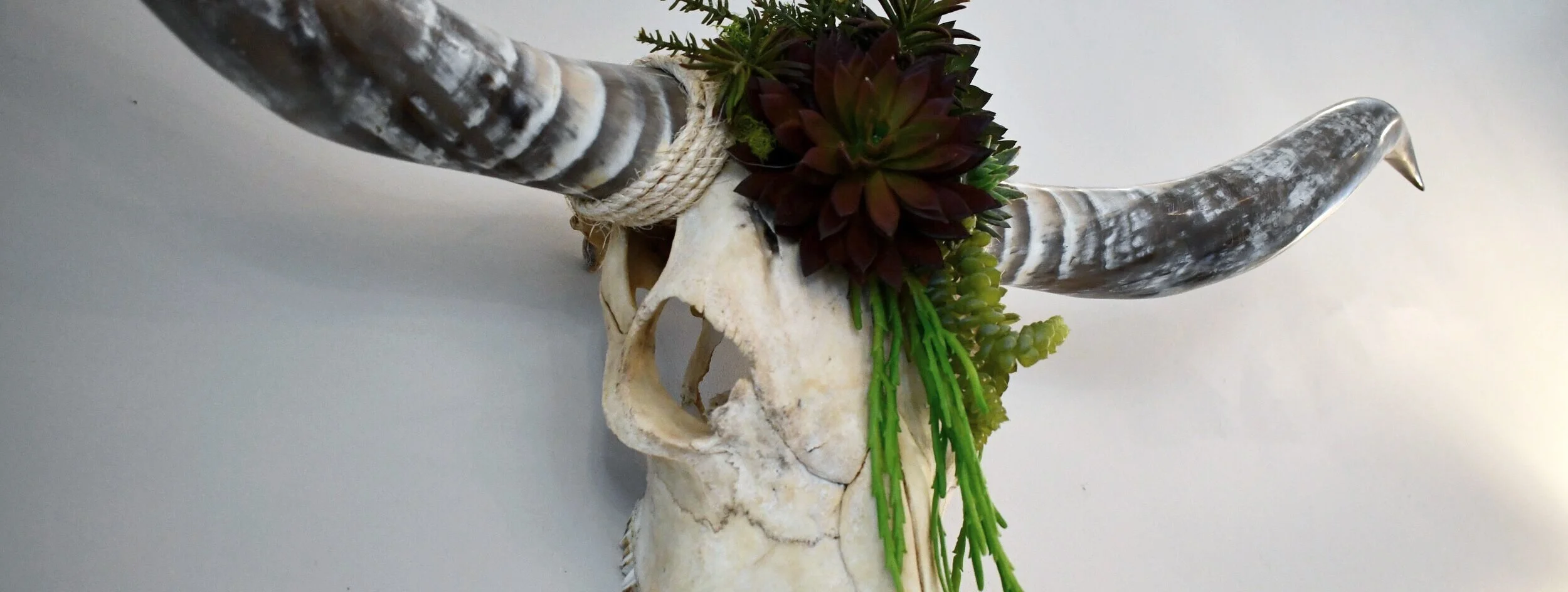 About — Dogwood Animal Clinic