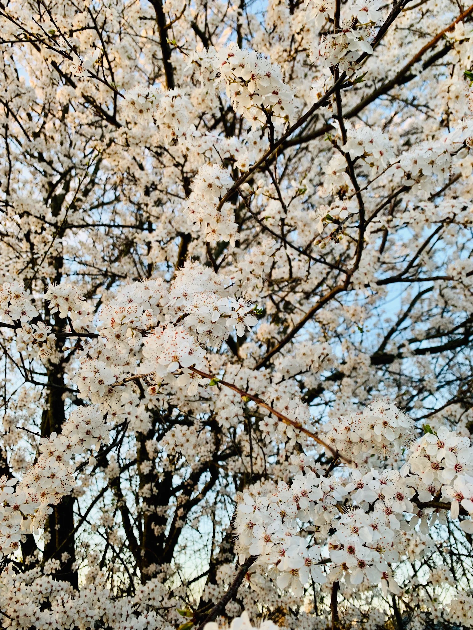 Referat for Generalforsamlingen 2019