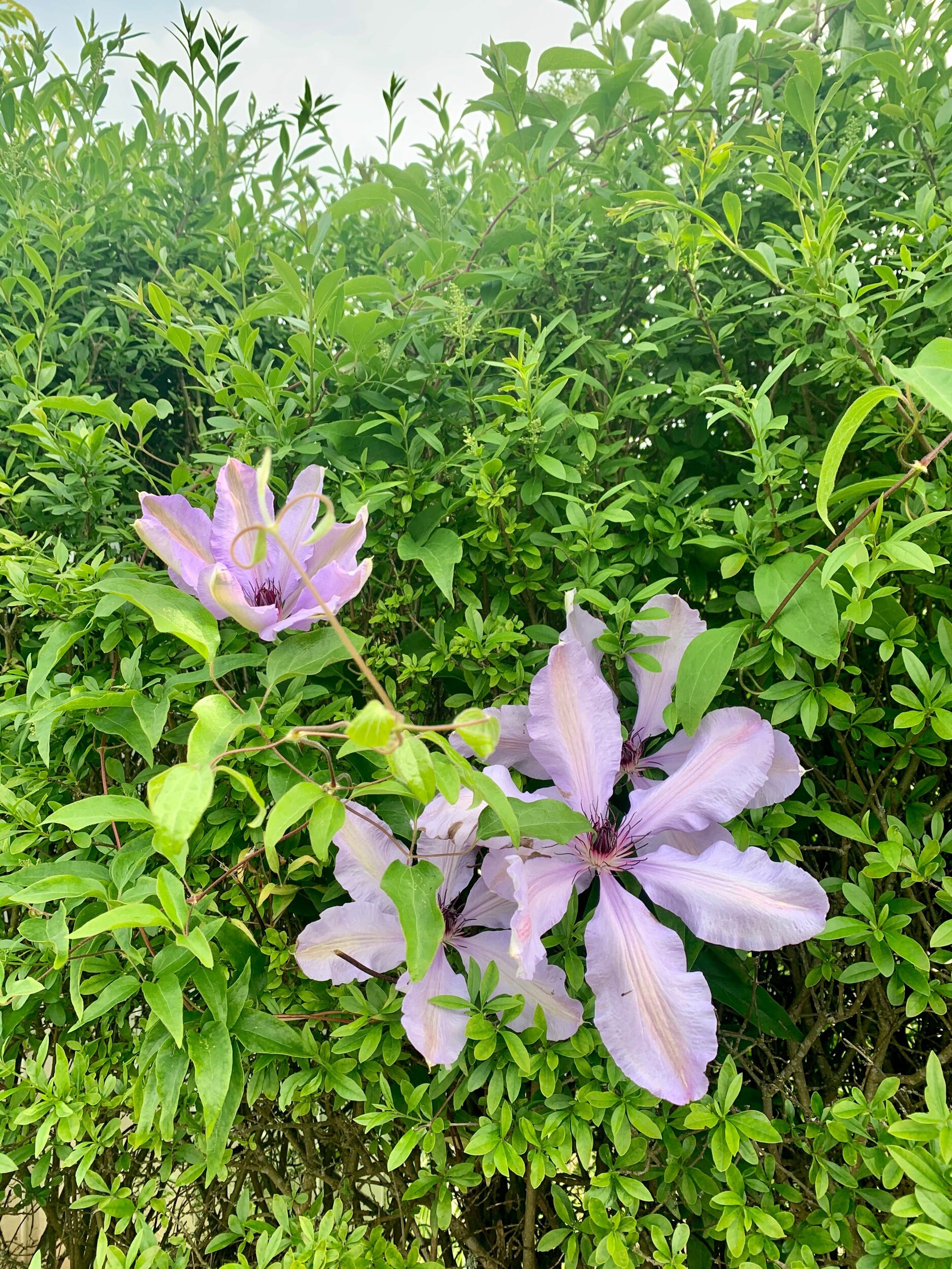 VIGTIGT havevandring og afspærring af vej og parkeringsplads