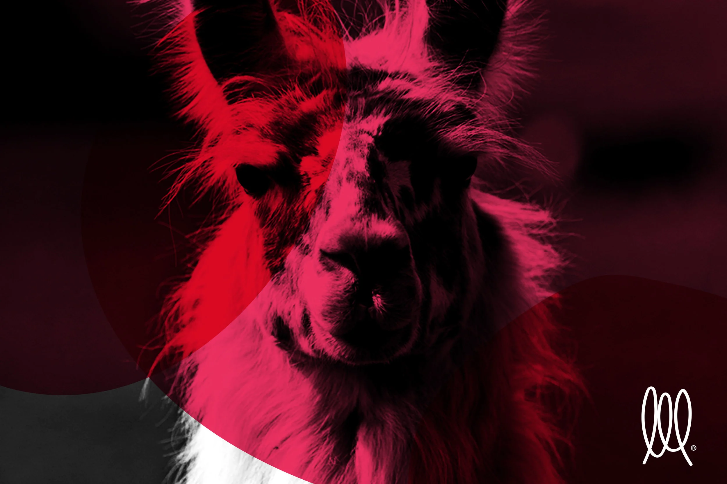 Hola! We are llama la llama!