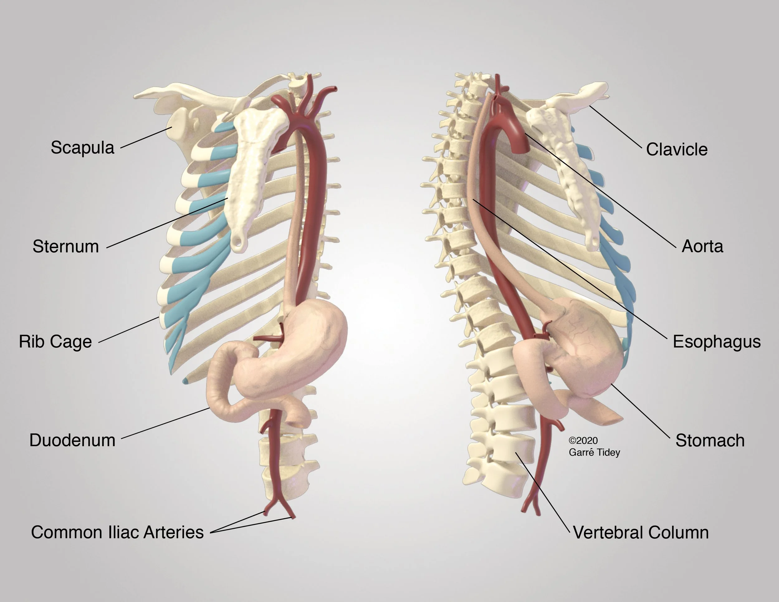 3D Model of the Aorta and Stomach in the Axial Skeleton. Media: Autodesk Maya, Autodesk Mudbox, 3D Coat, Adobe Photoshop