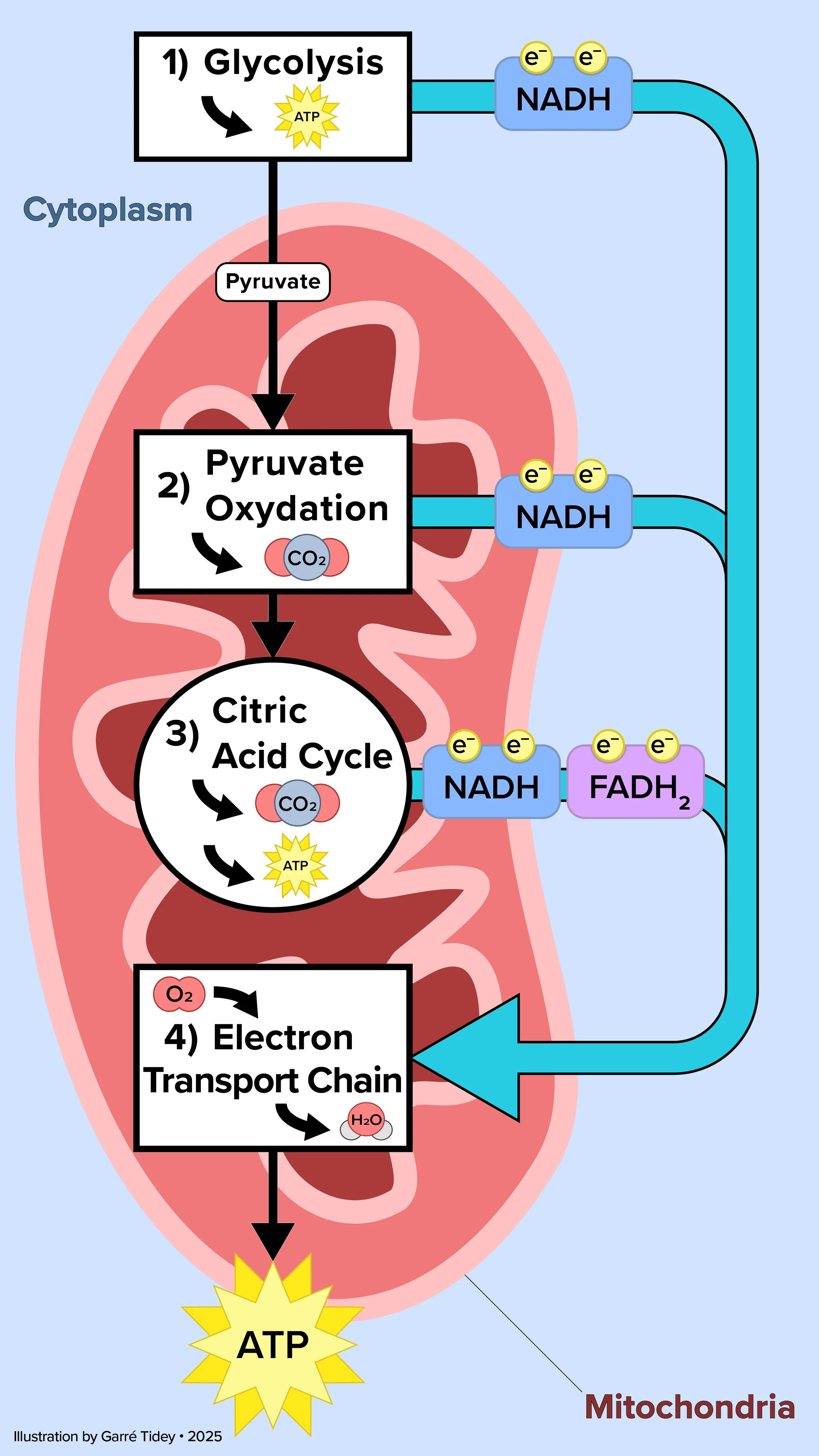 Cellular Respiration. Media: Adobe Illustrator