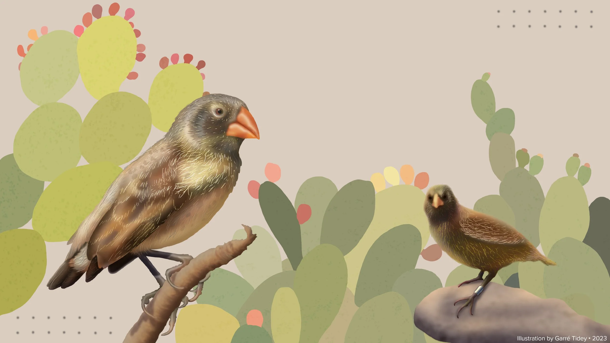 Ground Finches of the Galapagos. Media: Adobe Photoshop