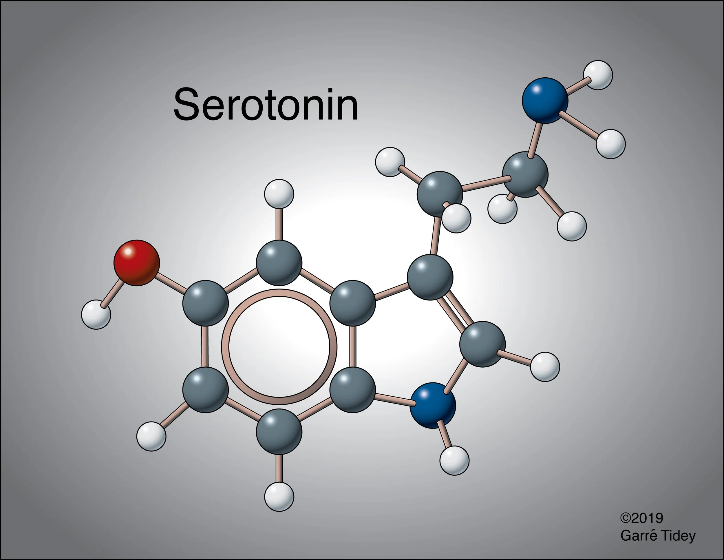 Serotonin Ball and Stick Model. Media: Adobe Illustrator