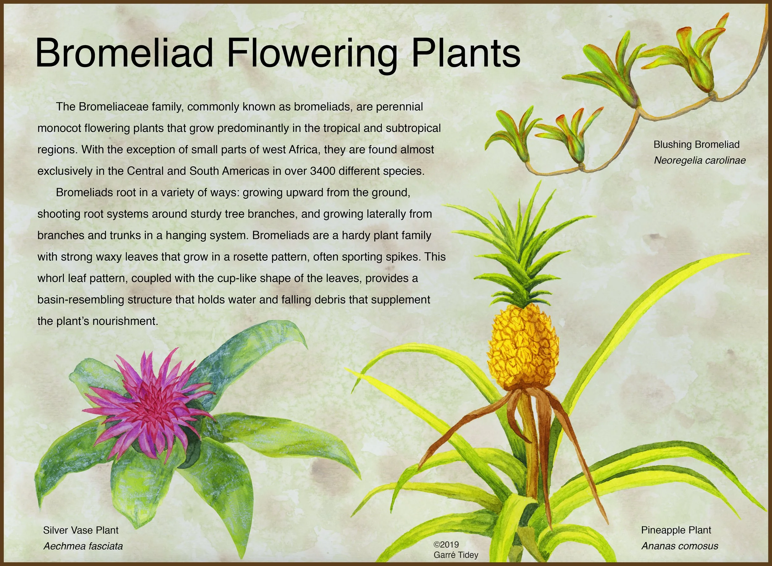 Bromeliad Flowering Plants. Media: Watercolor, Adobe InDesign