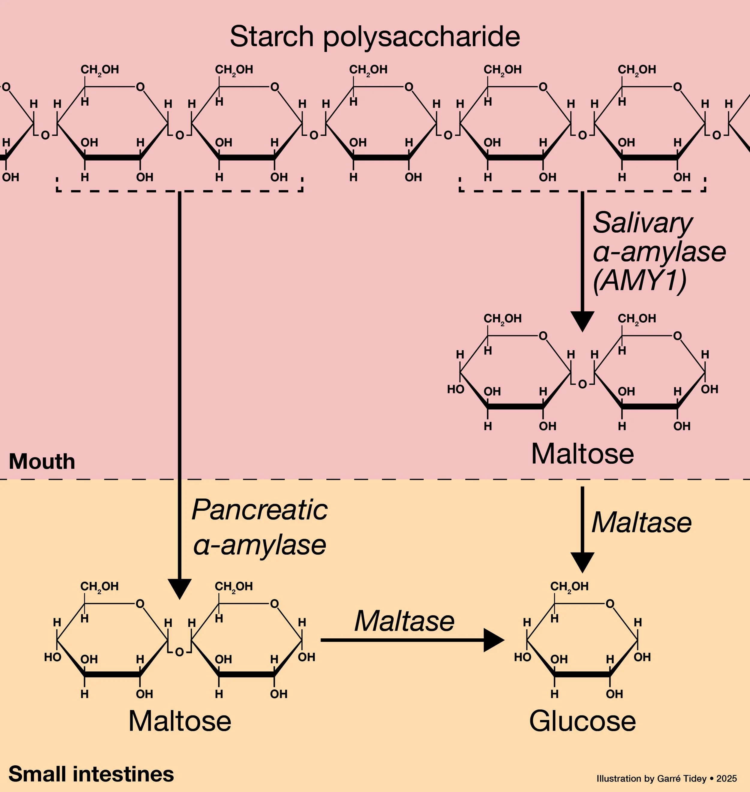 Carbohydrate Digestion. Media: Adobe Illustrator