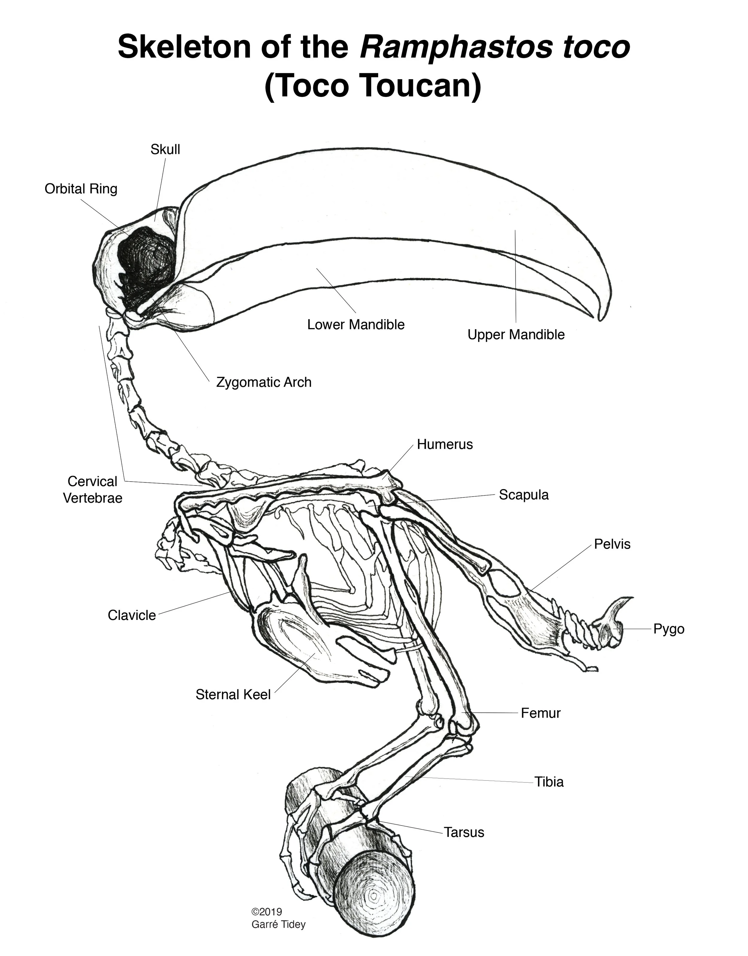 Toco Toucan Skeleton. Media: Pen and Ink, Adobe InDesign