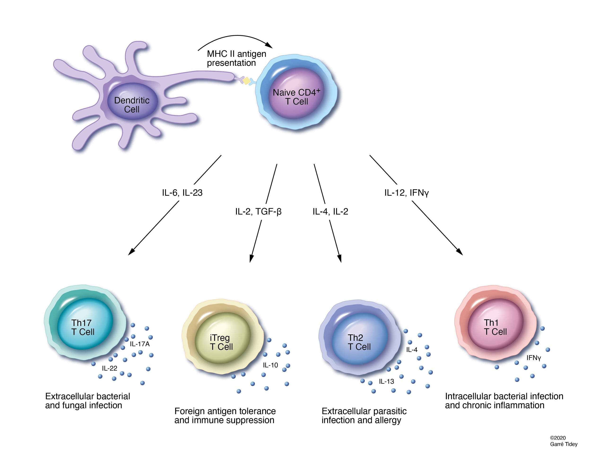 T Cell Differentiation. Media: Adobe Illustrator