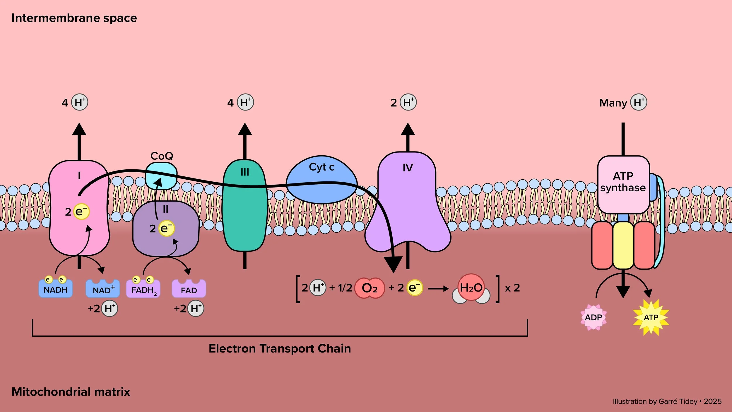 The Electron Transport Chain. Media: Adobe Illustrator
