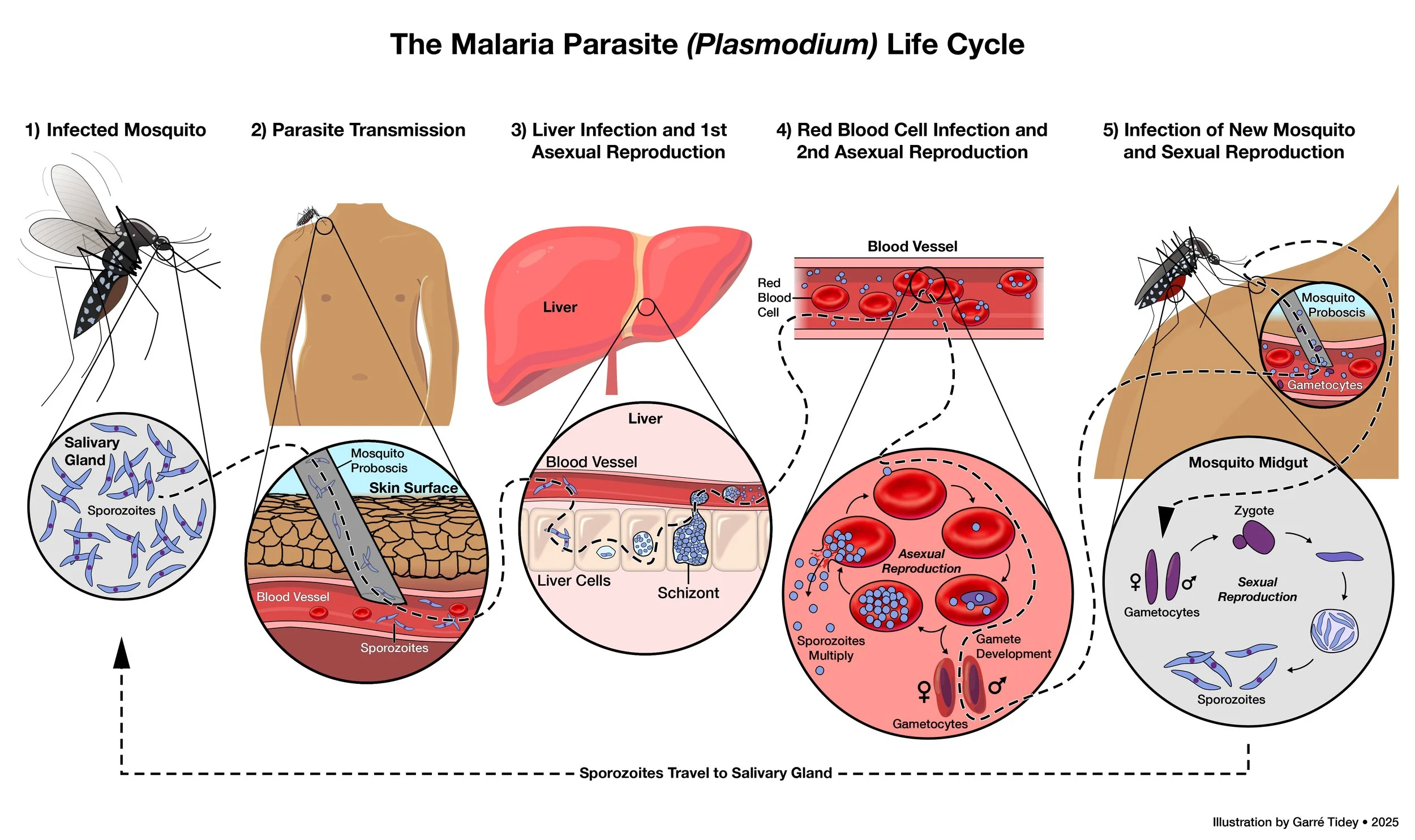 Malaria Parasite Plasmodium Life Cycle. Media: Adobe Illustrator, Photoshop
