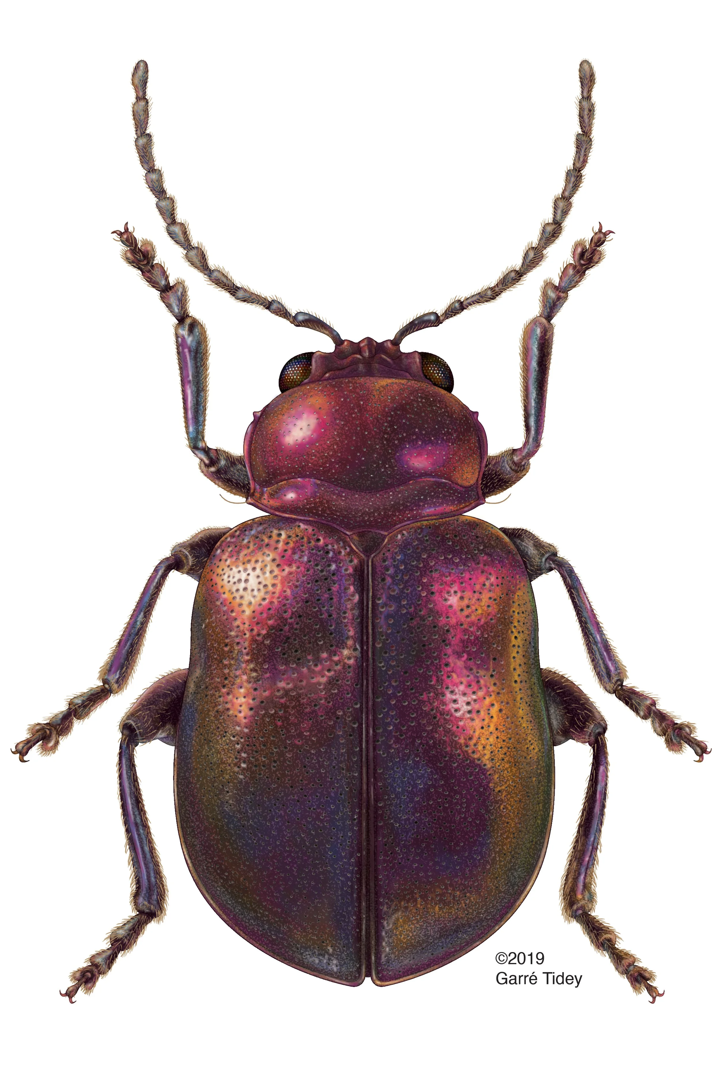 Syphrea Beetle. Media: Adobe Photoshop