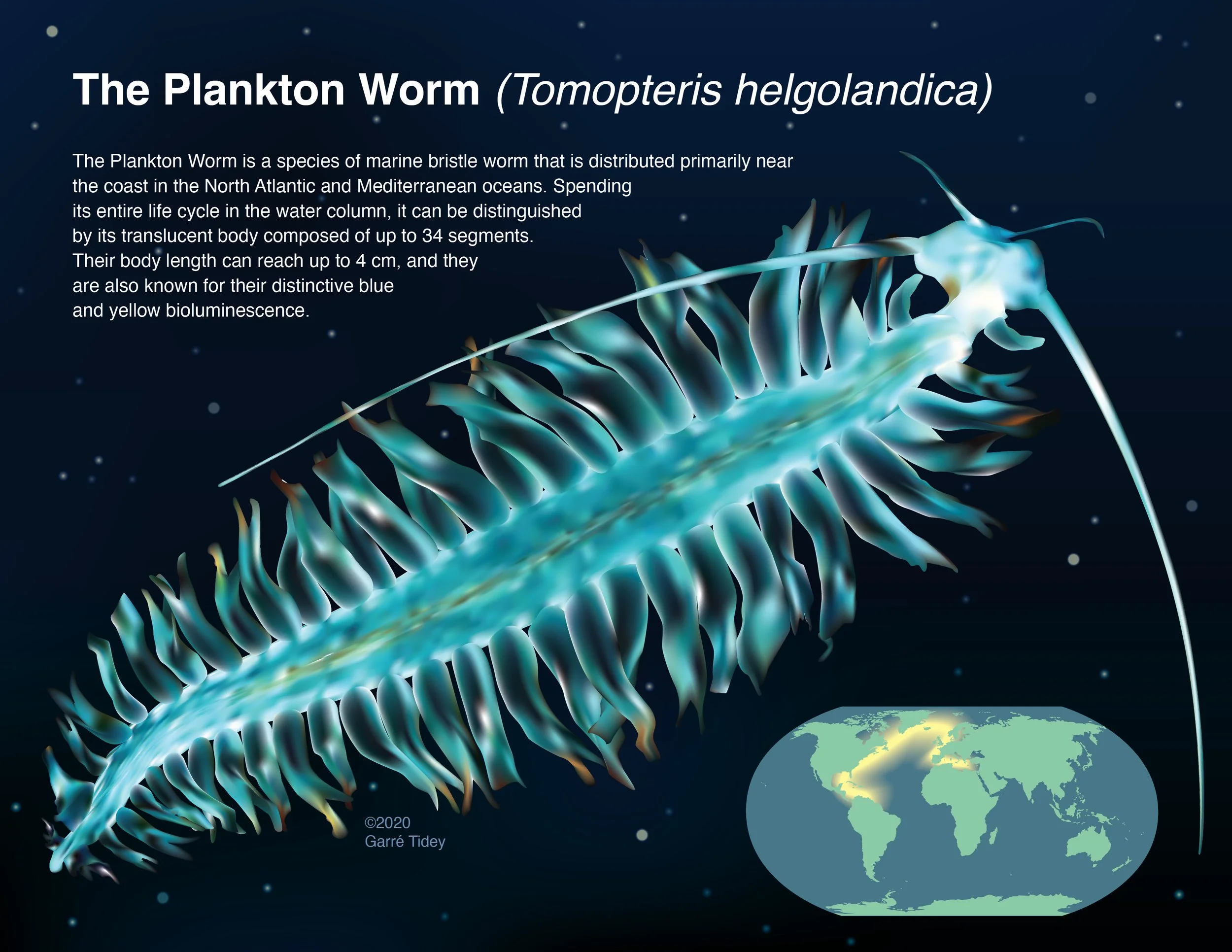 Tomopteris Plankton Worm. Media: Adobe Illustrator