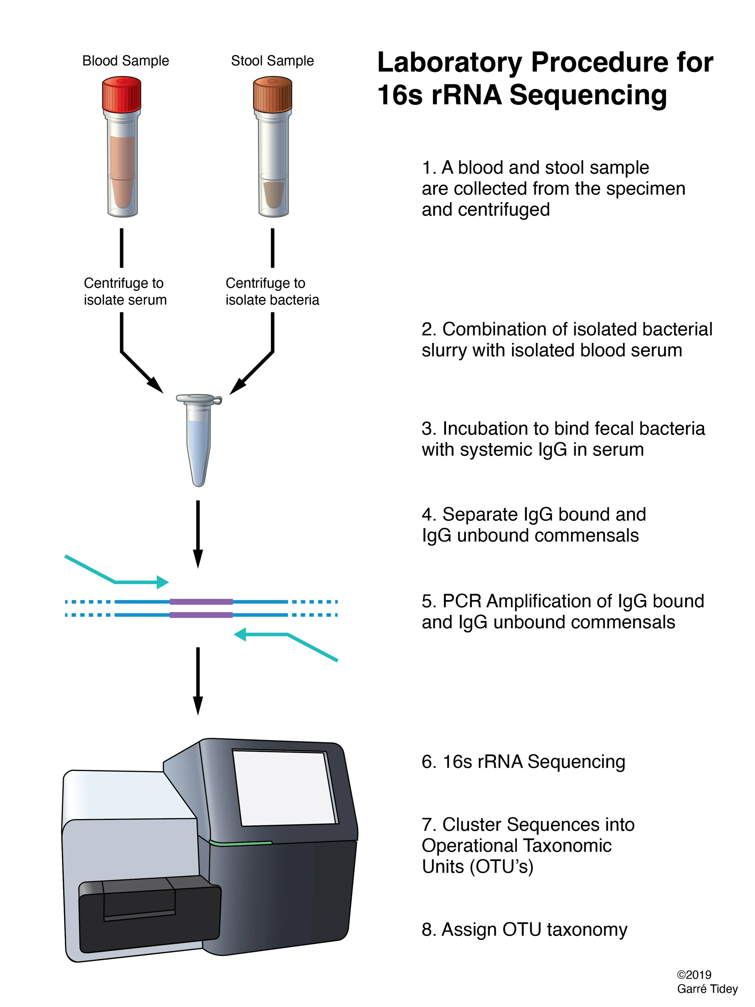 Laboratory Procedure for 16s rRNA Sequencing. Media: Adobe Illustrator, Adobe InDesign