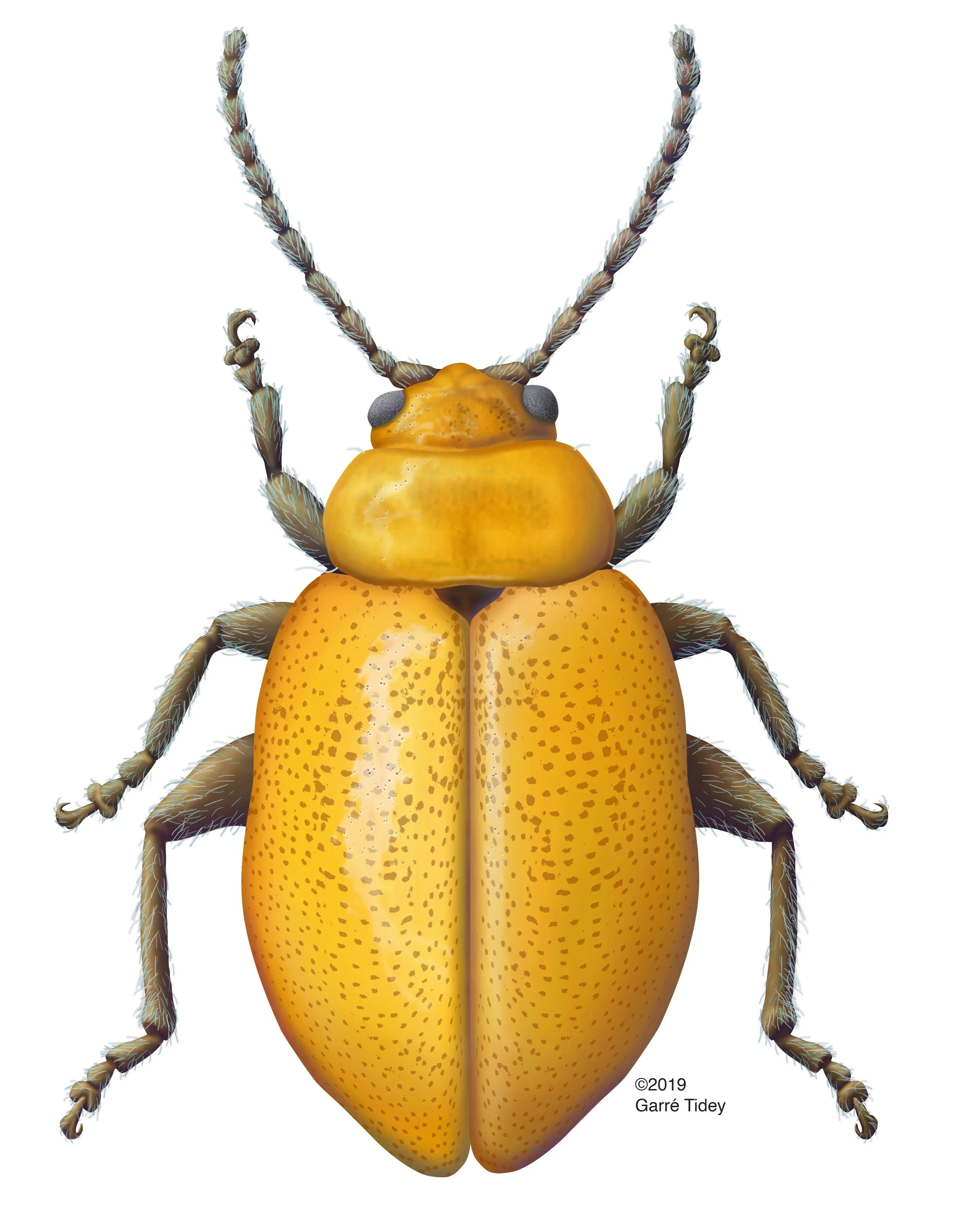 Strabala Flea Beetle. Media: Adobe Photoshop