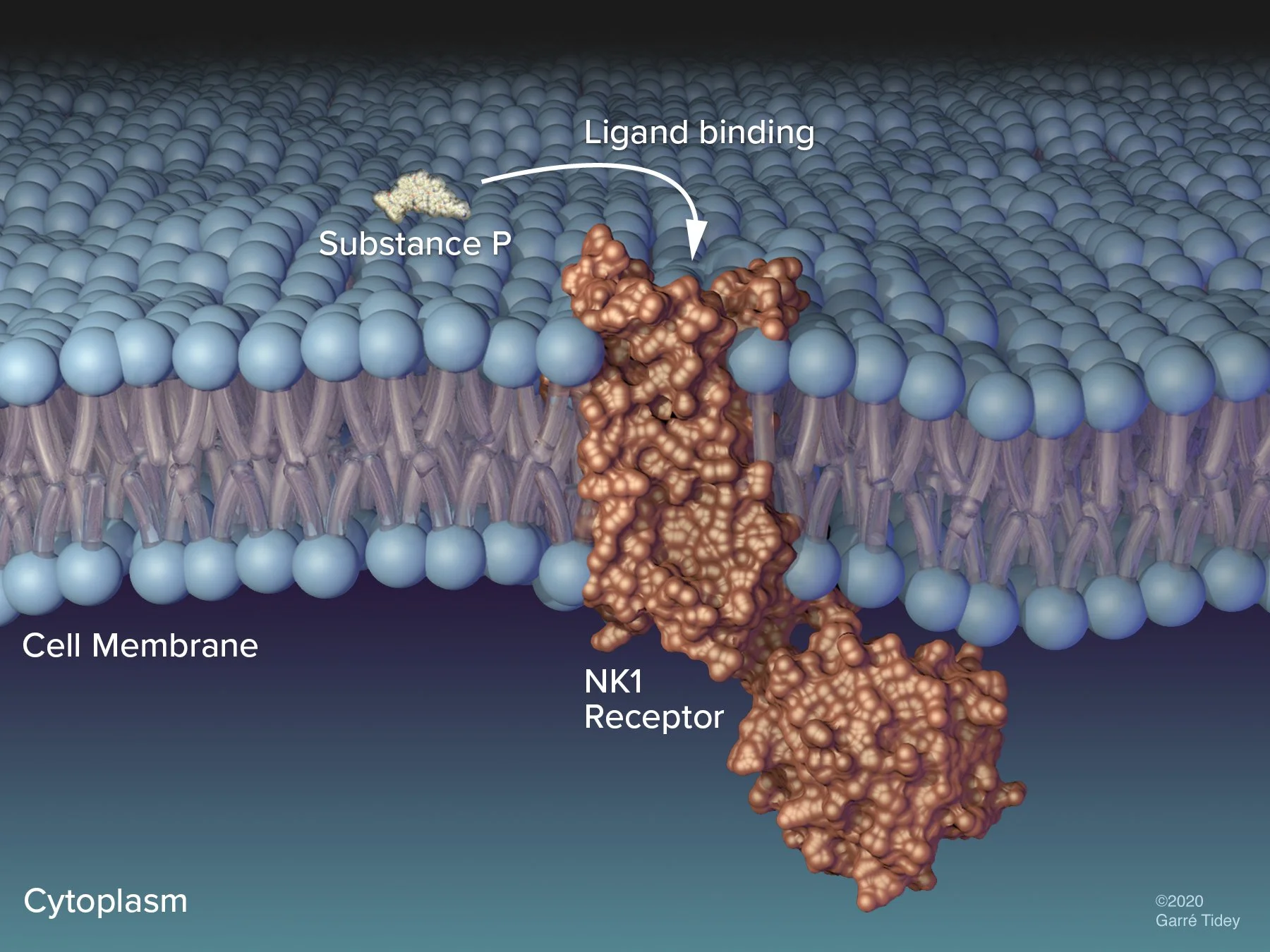 Substance P Membrane-Bound NK1 Binding and Activation in Atopic Dermatitis. Media: Cinema 4D, PyMOL, Adobe Photoshop, Adobe InDesign