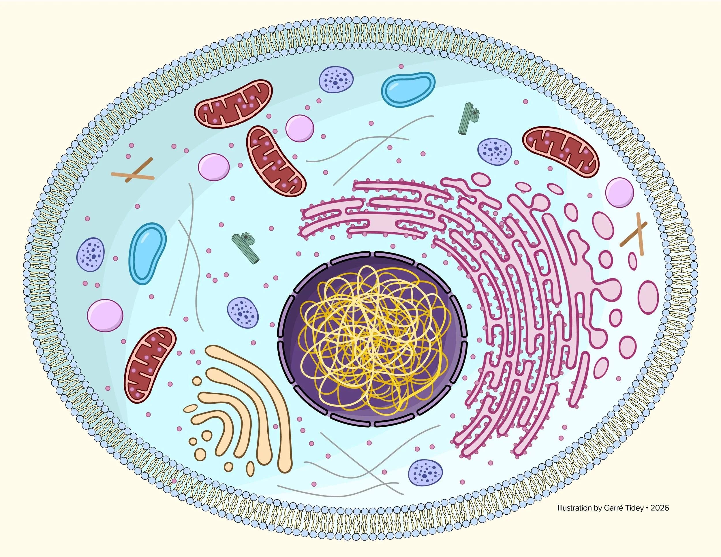 Anatomy of a Human Cell. Media: Adobe Illustrator