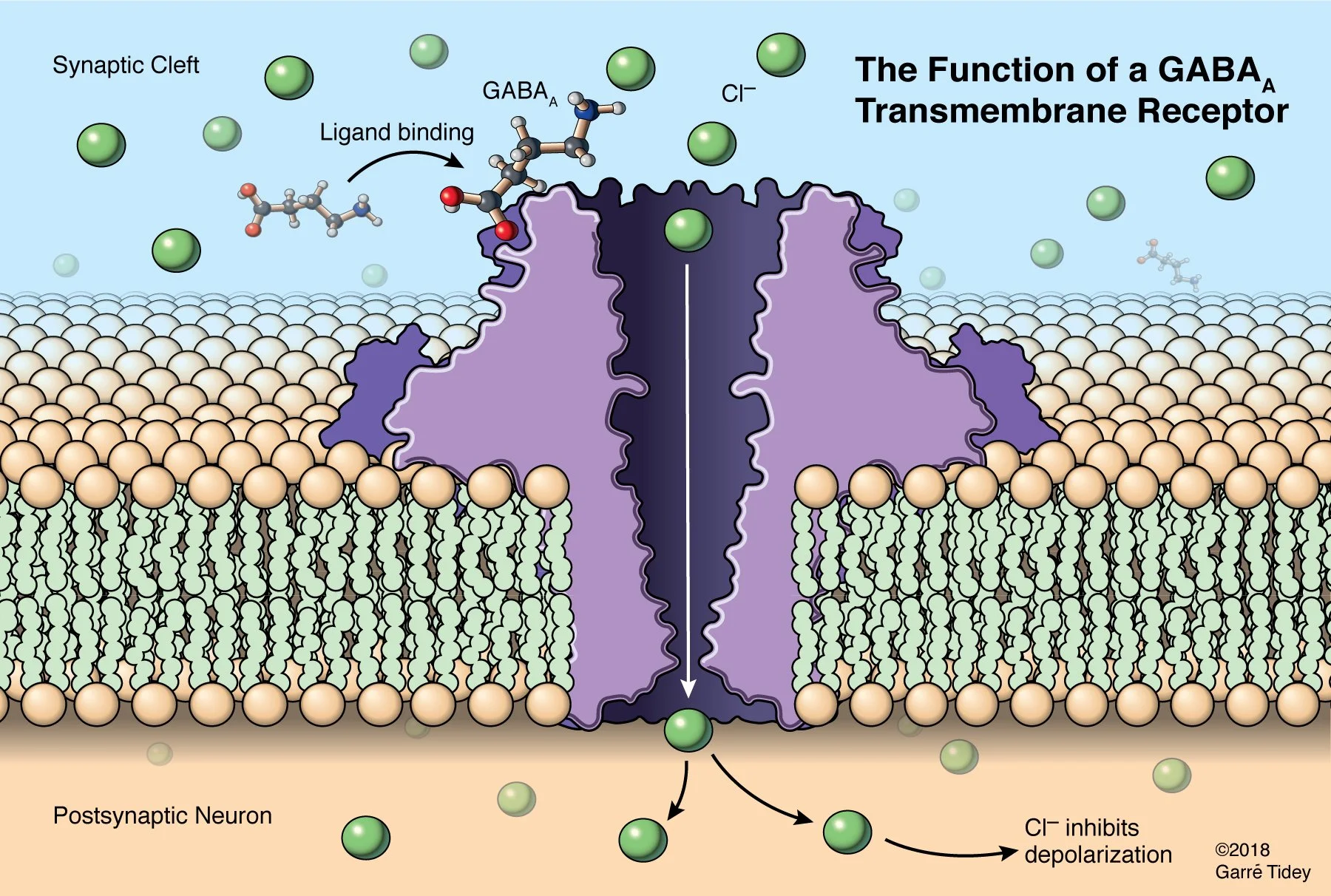 The Function of a GABAa Transmembrane Receptor. Media: Adobe Illustrator