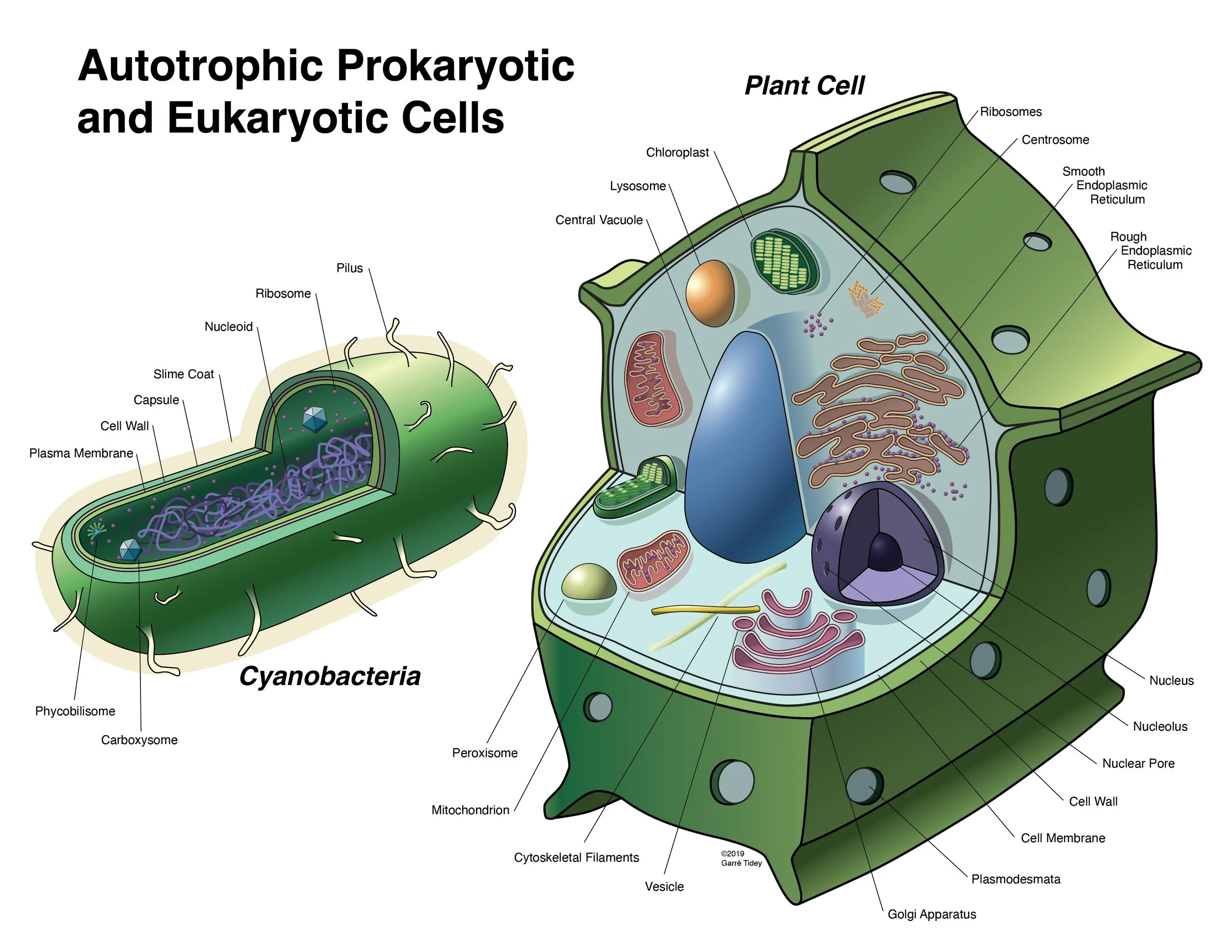 Autotrophic Prokaryotic and Eukaryotic Cells. Media: Adobe Illustrator, Adobe InDesign